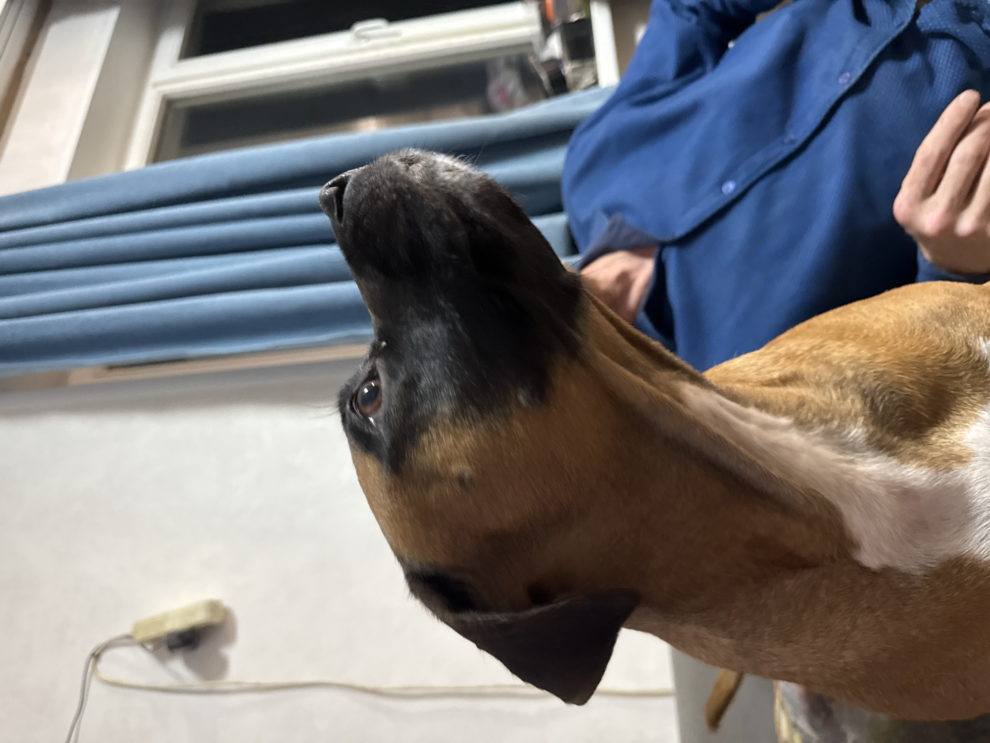 A close-up photograph taken indoors focuses on a boxer dog with black and tan fur. The dog is looking upwards with its neck extended. A person wearing a blue button-down shirt is partially visible behind the dog. The background includes a window with blue blinds and a beige wall with an electrical outlet. The location is Chaikovsky, Russia.