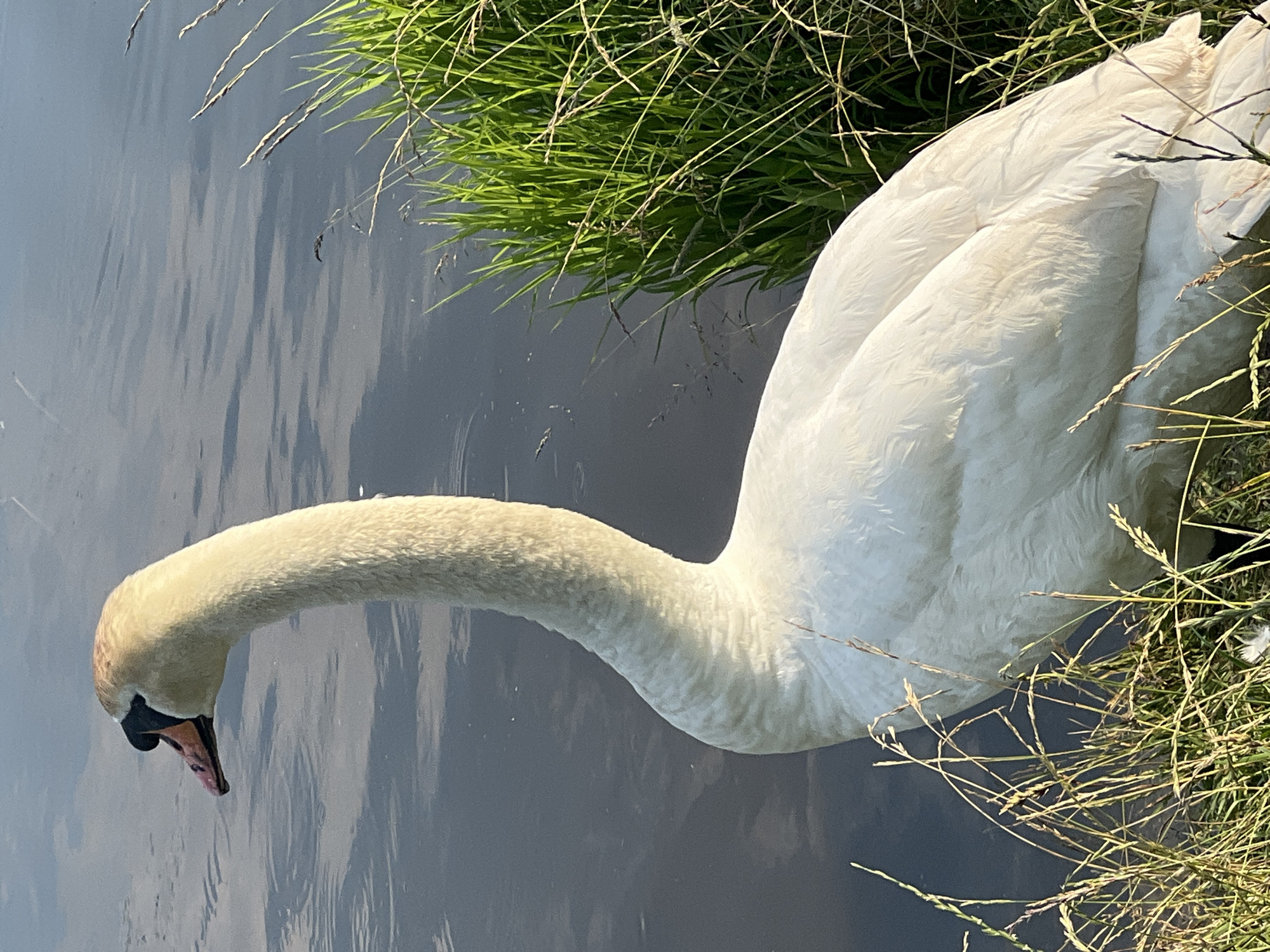 This is a close-up, high-angle, vertical shot of a white swan with its head lowered towards the water, its neck curved in an S-shape. The swan's feathers are mostly white with some subtle shading. Its beak is dark with an orange-pink tip. The swan is positioned on the right side of the frame, partially submerged in the water.
The water is dark and appears to have ripples and reflections, suggesting it is calm. On the left side of the frame, there is lush green grass growing along the edge of the water, with some dry stalks interspersed. The lighting suggests it is daytime, possibly late afternoon or early morning, as there are soft shadows and the light is somewhat diffused.
The overall impression is one of tranquility and natural beauty. The swan appears to be at rest or possibly foraging in the water. The setting seems to be a natural body of water bordered by vegetation. The image was captured in the vicinity of Zdanavichy rural council, Belarus. There is no visible text in the image.