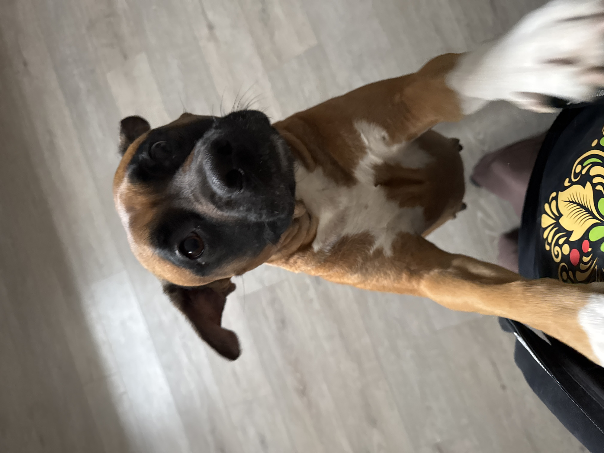 A light brown Boxer dog stands on a light gray floor, facing upward towards the camera. The dog has white markings on its chest and paws. A person's leg is visible on the right side of the image, wearing black pants with a colorful floral pattern. The location is unspecified, and there is no specific evidence in the image to indicate the city of Chaikovsky, Russia.