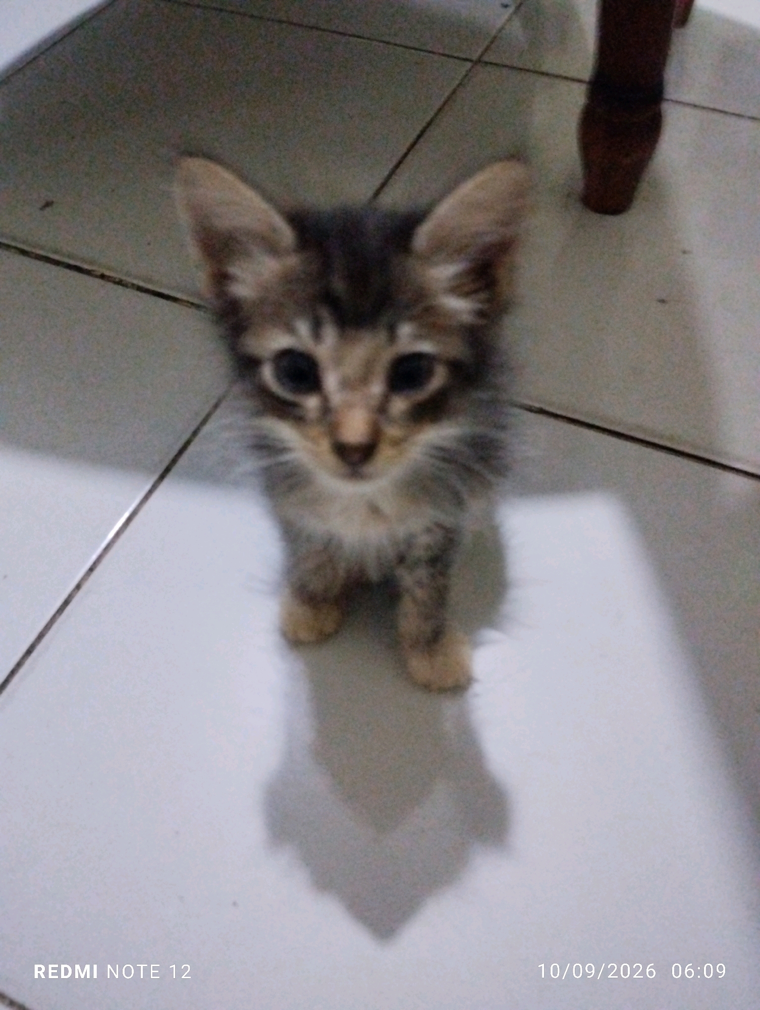 A tabby kitten is standing on a tiled floor. The kitten is in the foreground of the image, looking directly at the camera. The kitten has large, round eyes and pointy ears. Its fur is a mix of brown, black, and white. The floor is made of light-colored square tiles. A shadow of the kitten is cast on the floor. In the background, a wooden table leg is visible. The image was taken in Bekasi, Indonesia. The timestamp on the image indicates it was taken on October 9, 2026, at 06:09.