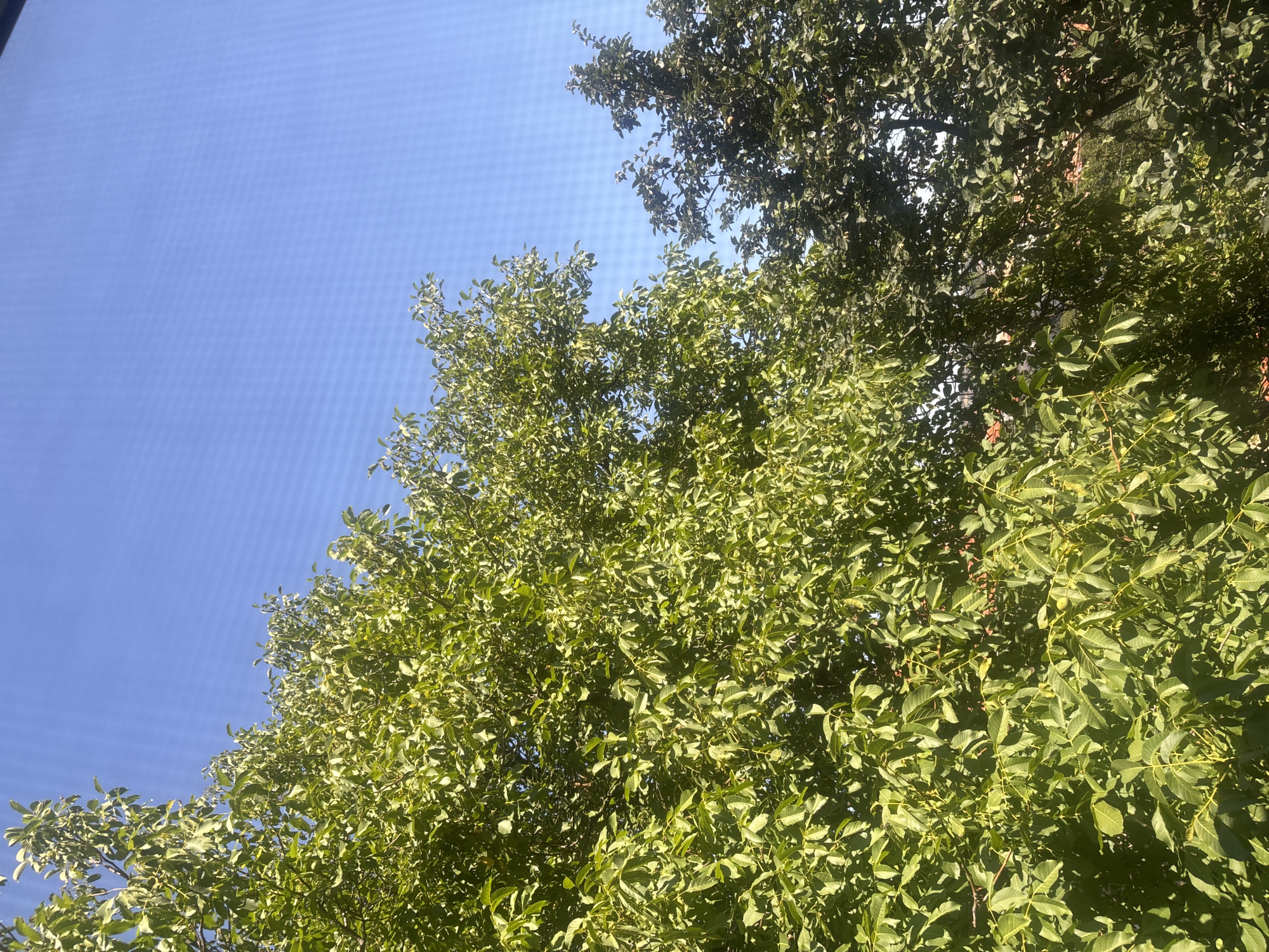 The image shows a view of trees against a clear blue sky. The trees are lush with green leaves, and the sun is shining brightly, casting shadows. There are two distinct trees visible, one on the left with lighter green foliage and another on the right with darker green foliage. In the background, through the leaves, hints of buildings with terracotta roofs can be seen, suggesting an urban or suburban environment. The overall impression is that of a sunny day in a green area.