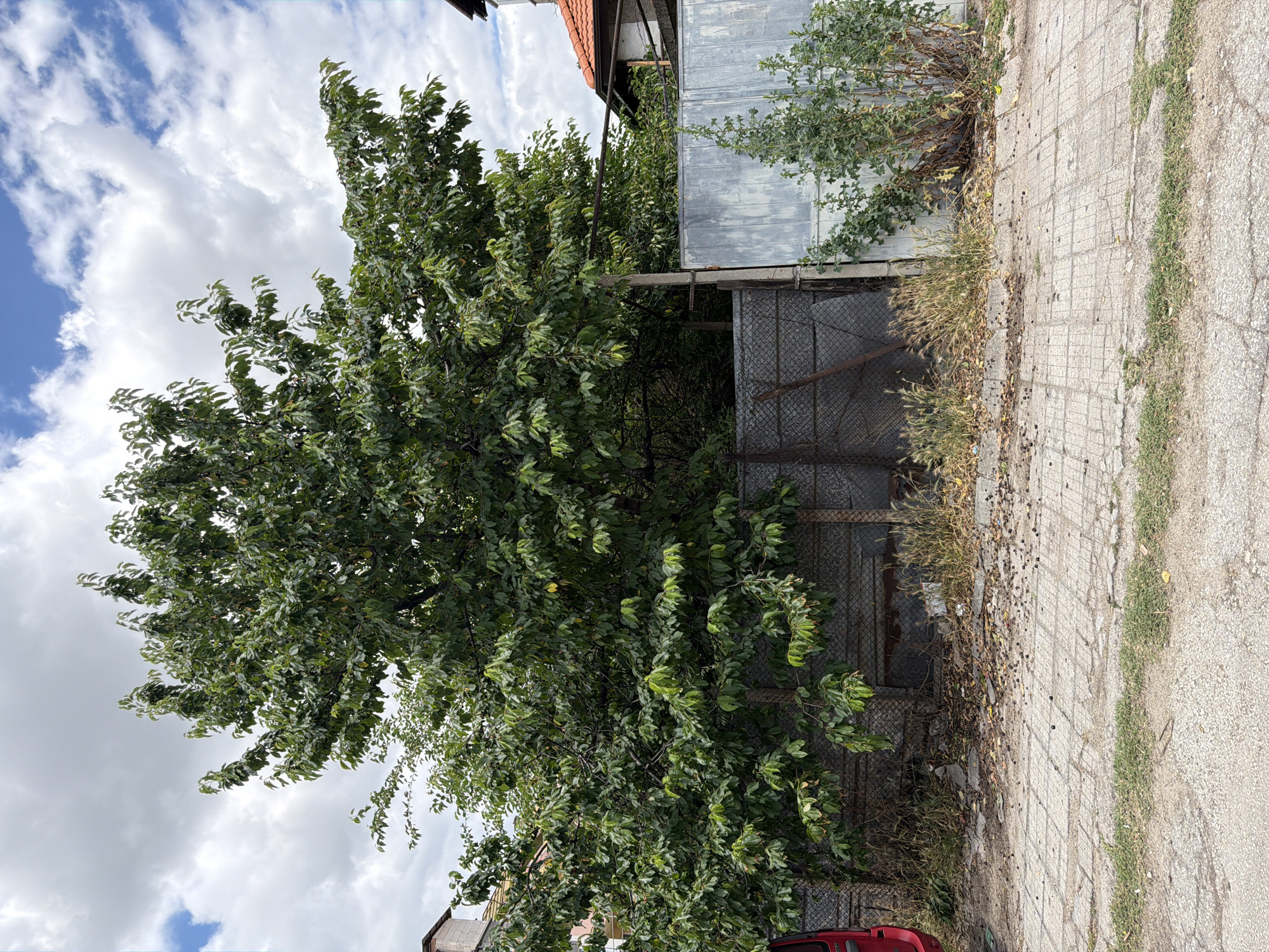 The image depicts a dense, leafy tree with a weathered metal fence and a concrete tiled walkway in the foreground. The tree is large and full, with dark green leaves and some scattered yellowing leaves. Behind the tree, a chain-link fence and a corrugated metal panel fence are visible. The ground in front of the fence is covered with debris, including leaves, small dark objects that appear to be fruit or nuts, and some litter. The walkway is made of concrete tiles laid in a grid pattern and shows signs of wear and tear. To the left, a red vehicle is partially visible. The background includes a building with a red tiled roof and a chimney, suggesting a residential area. The sky is partly cloudy with blue patches. The overall scene appears to be an outdoor area, possibly a backyard or a side yard, in Pazardzhik, Bulgaria.
