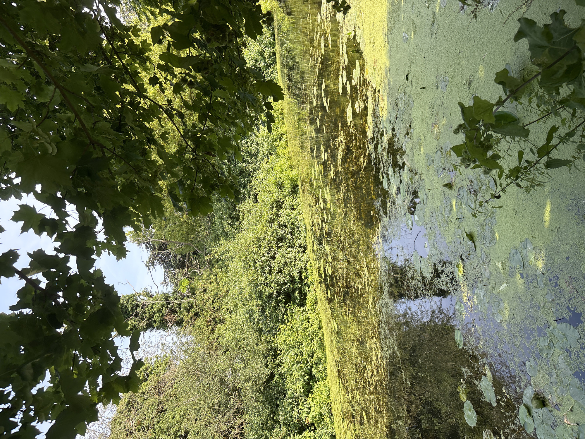The image shows a tranquil pond covered with a thick layer of green algae and lily pads. Lush green foliage, including trees and bushes, surrounds the pond and overhangs its surface. The sky above is partially visible, peeking through the leaves. The scene appears to be a natural, uncultivated area, possibly a park or a nature reserve within the city of Chelmsford, United Kingdom. The lighting suggests it is daytime, with sunlight filtering through the leaves and reflecting off the water. There are no people or animals visible in the image, creating a sense of quiet solitude. The overall impression is one of natural beauty and peacefulness.