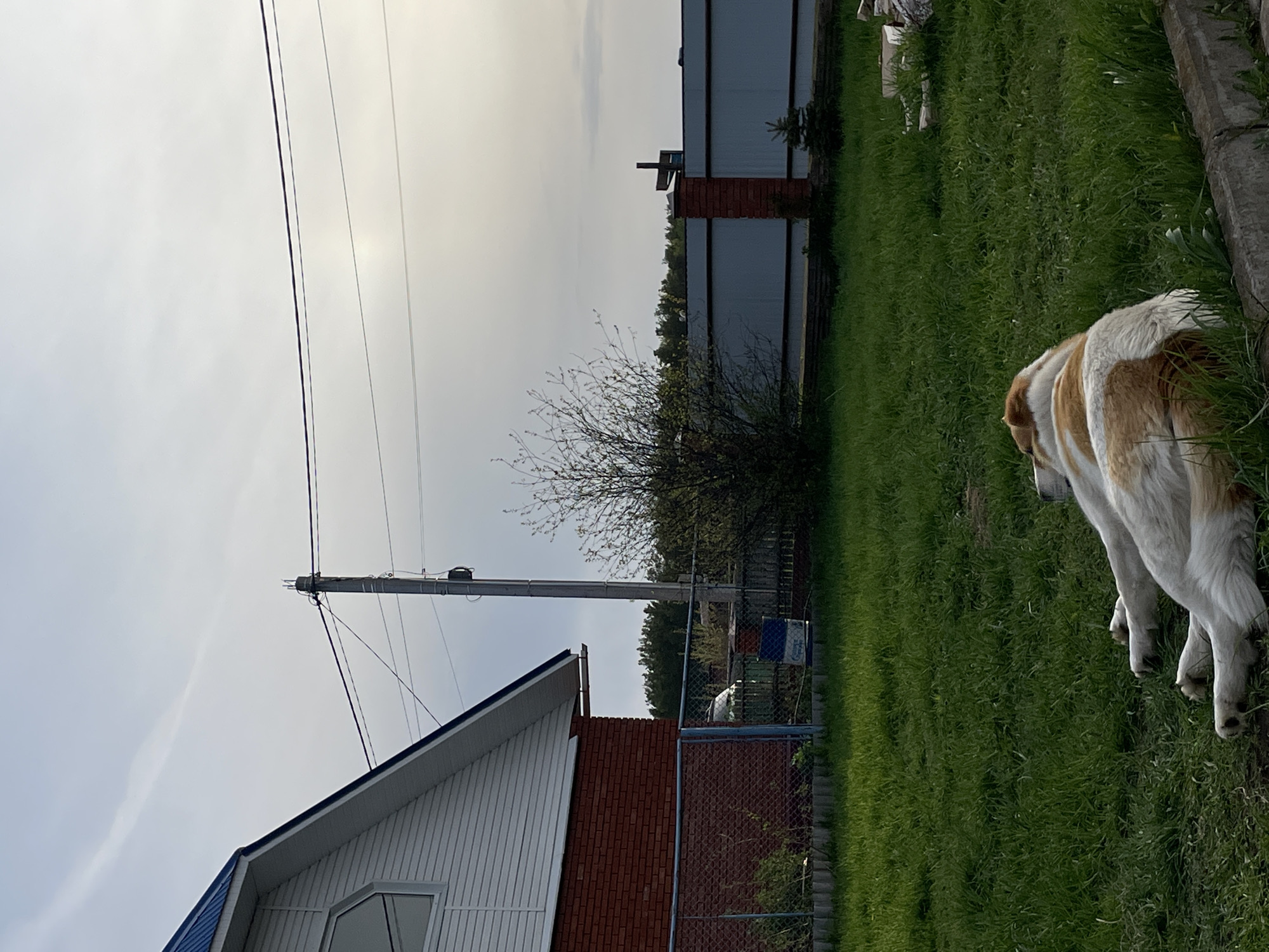 The image shows a domestic scene in Noviy, Russia, featuring a large, tan and white dog standing on a patch of green grass adjacent to a property. The property includes a house with a white exterior, red brick accents, and a blue roof. Adjacent to the house is a chain-link fence. A utility pole with wires is visible in the background. Further back, a wooden fence and trees are present. The sky is overcast and pale.