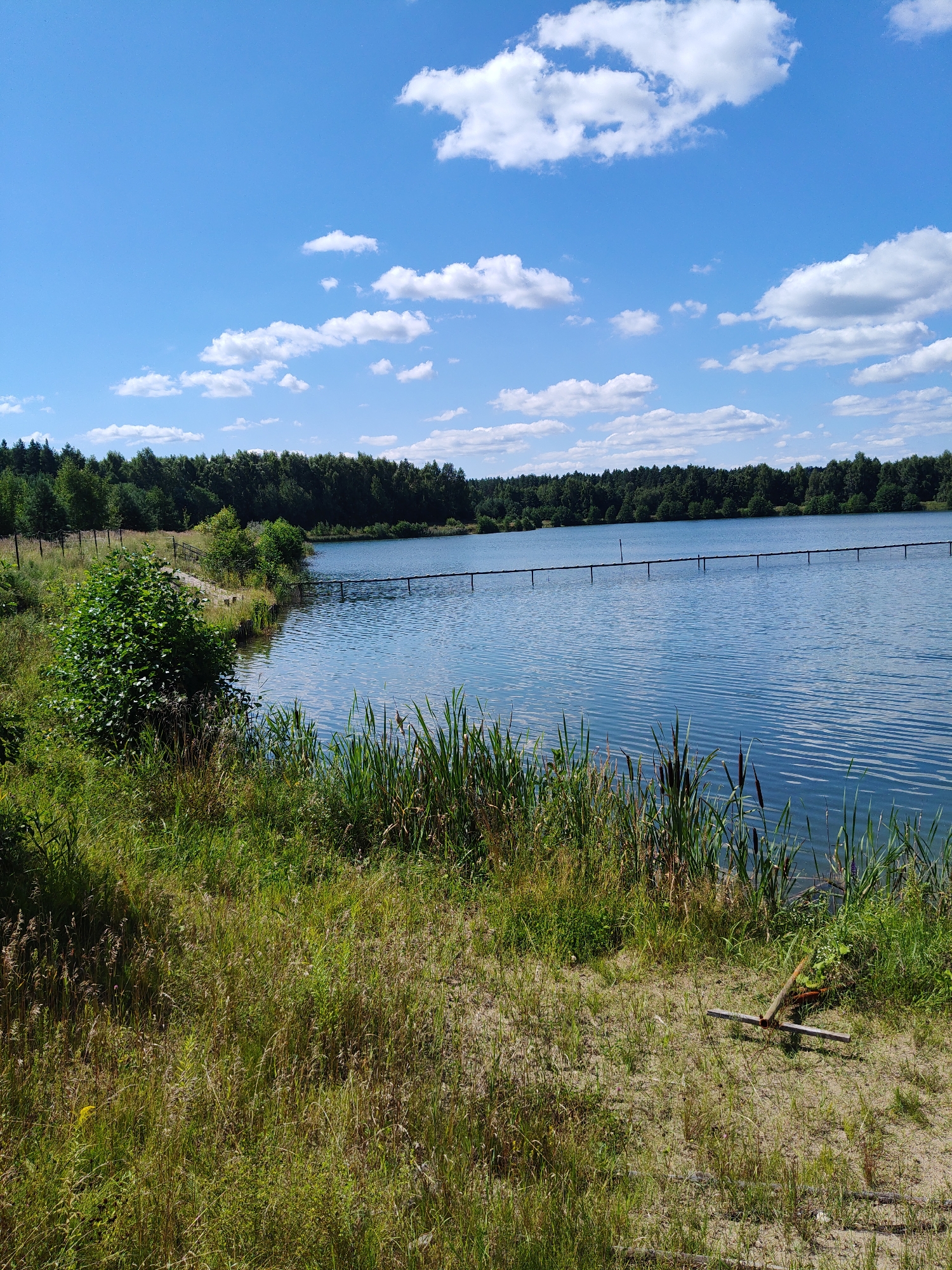 A sunny day shows a wide, calm lake with a clear blue sky and white clouds. The foreground features dry grass and sand, with a broken wooden stick lying on the ground. Reeds grow at the edge of the water, and a wooden structure, possibly a pier or walkway, extends into the lake. A dense green forest borders the far side of the lake, with a fence visible along the left bank. The image appears to be taken in Sosnovyy Bor, Russia.