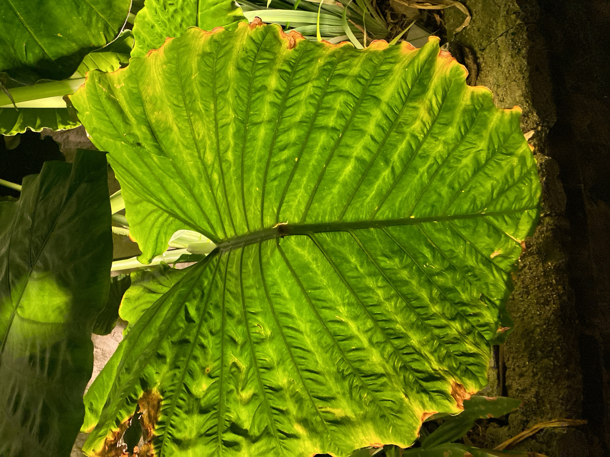 This media file features a close-up view of large, vibrant green leaves, likely from a tropical plant, with a focus on their intricate veining and texture. The leaves are lush and appear healthy, with some subtle variations in color including hints of yellow and brown along the edges, suggesting natural aging or slight damage. One prominent leaf dominates the frame, showcasing its broad surface and the deep, parallel veins that fan out from its central stem. The background is composed of other green foliage and darker, textured surfaces that could be rocks or soil, indicating a natural or garden setting. The lighting suggests it might be a dimly lit environment, possibly indoors or during evening hours, as artificial light seems to be illuminating the leaves, creating highlights and shadows that emphasize their form. There is no visible text, people, or any specific activity or event taking place; the image is a still life focusing purely on the botanical subject. The context provided of Kuta Selatan, Indonesia, reinforces the likelihood of a tropical environment where such large-leafed plants would thrive.