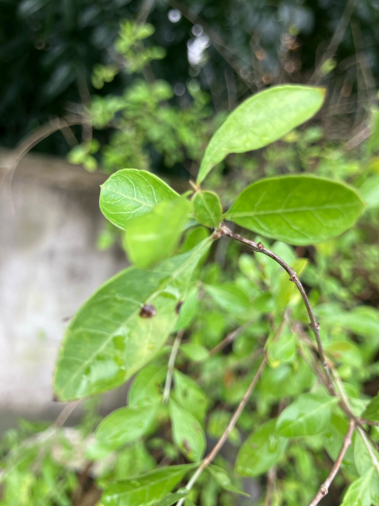 This is a close-up, slightly out-of-focus photograph of green foliage, likely a plant or bush, with a textured, light-colored background suggesting a wall or paved surface in the city of Feni, Bangladesh. The focus is on several vibrant green leaves and thin, brown branches. Some of the leaves have water droplets on their surface, indicating recent rain or dew. There are dark specks on some of the leaves, possibly blemishes or small insects. The background is blurred, with dark green shapes of other vegetation and lighter, out-of-focus circles of light, contributing to a shallow depth of field. The overall impression is one of a natural element within an urban setting.
