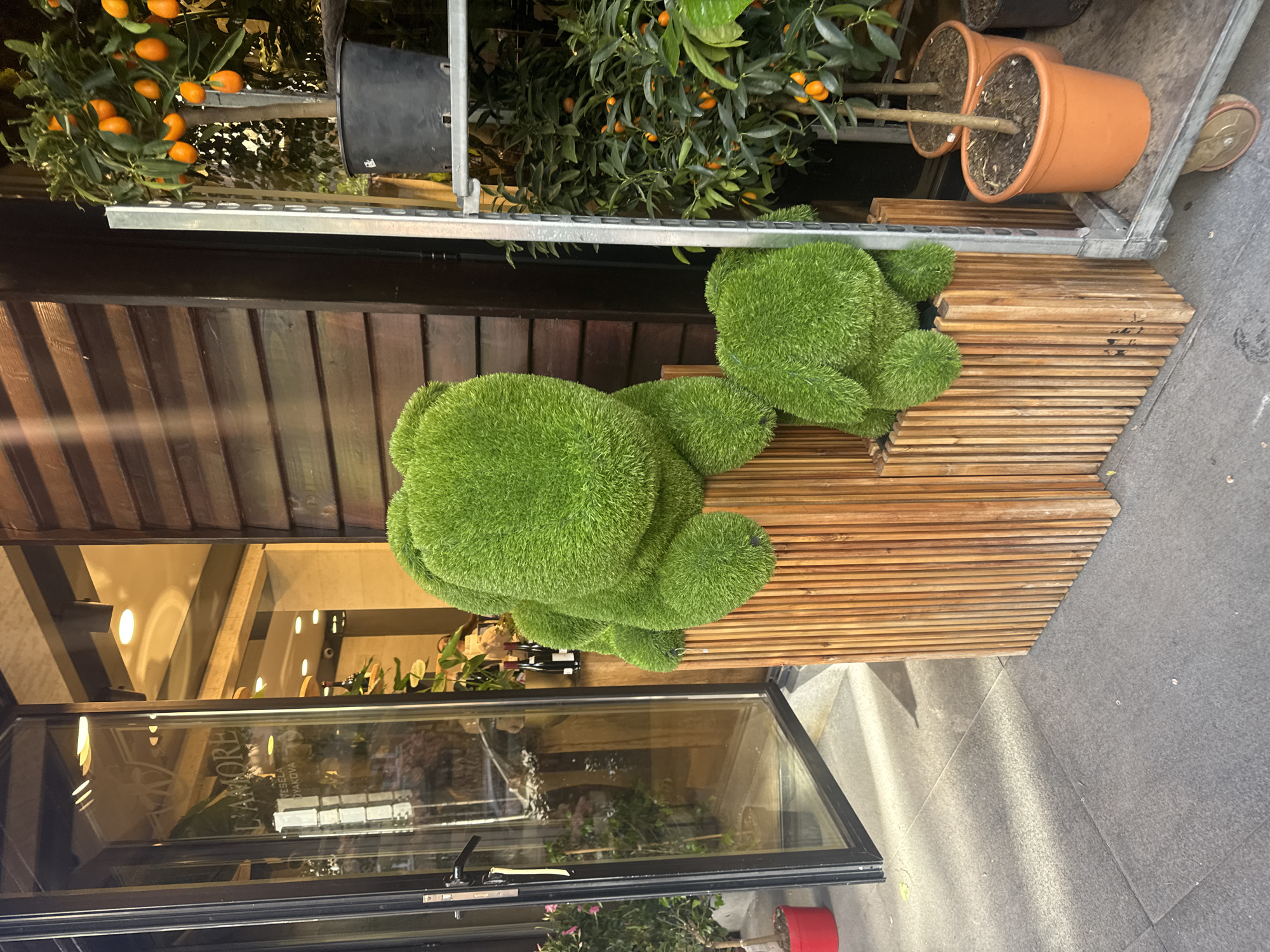 The image depicts an outdoor scene in Sofia, Bulgaria. A storefront with a partial view of the interior is visible, displaying the word "L'AMORE" in a mirrored reflection. A wooden bench sits outside the store. On top of the bench, there are two topiary animals that resemble frogs. Above the bench, a metal shelf displays potted plants, including citrus trees with visible fruits. The ground is paved. The image is taken from an elevated perspective, with a slight tilt.