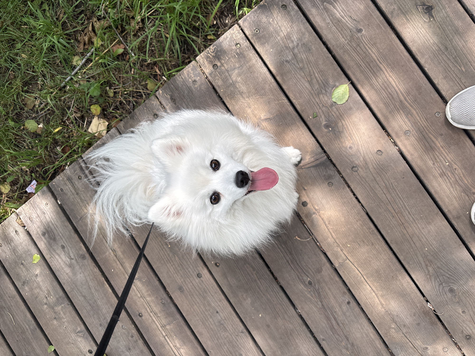 The image is a high-angle shot of a white fluffy dog, likely an American Eskimo dog, on a wooden boardwalk. The dog is looking up at the camera with its tongue out, panting. A black leash is visible, extending from the dog's harness and disappearing out of the frame to the upper left. The boardwalk is made of weathered wooden planks, laid diagonally across the frame. To the right of the boardwalk, there is a patch of green grass with some scattered dry leaves and a few small flowers. The lighting suggests it is daytime, with dappled shadows from unseen trees or structures falling across the boardwalk. The lower right corner of the image shows the toe of a person's grey sneaker.
This scene does not contain any specific visual cues that would allow for the determination of its location within the city of Kazan, Russia.