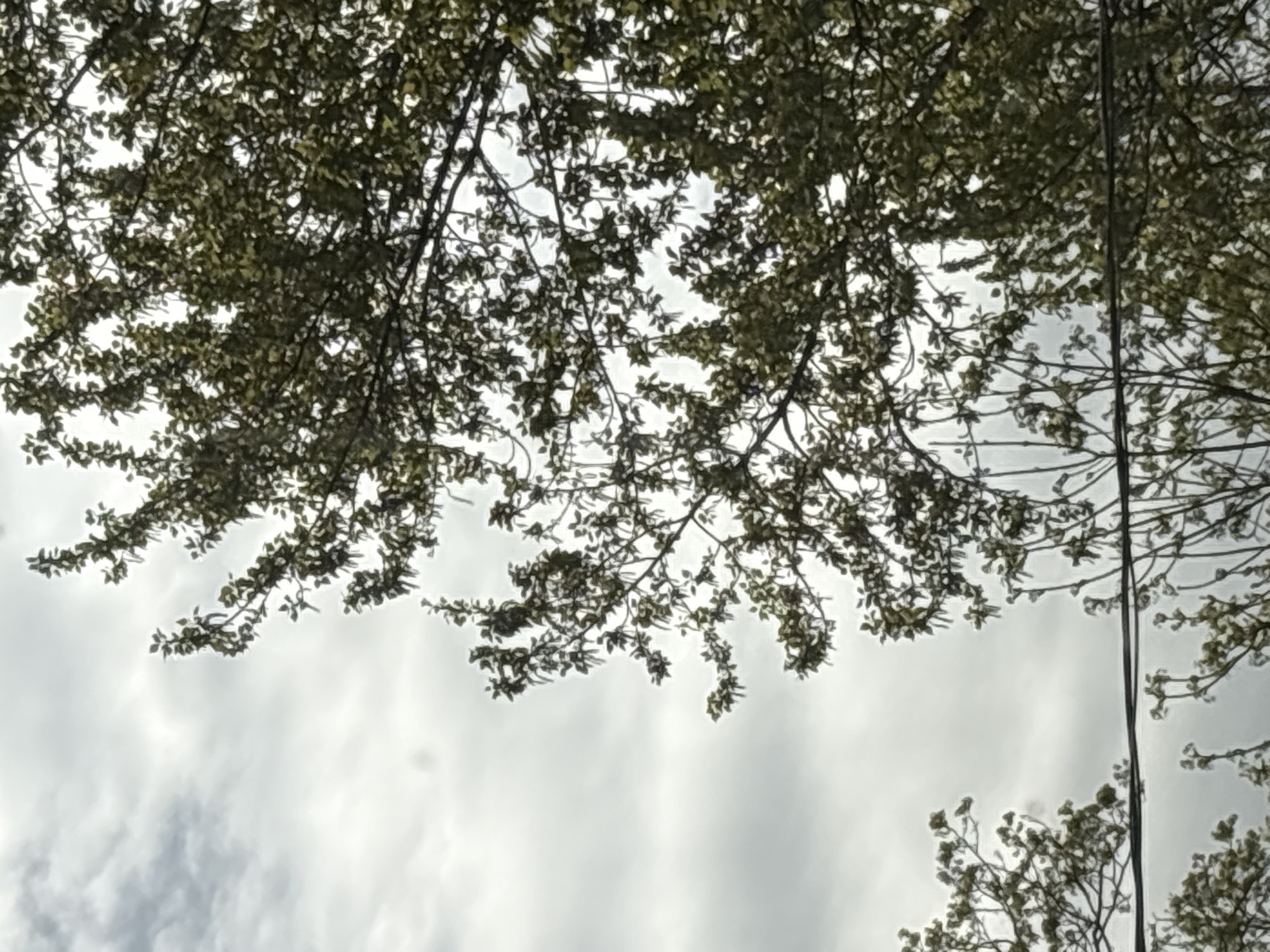 The image shows a view looking up into tree branches with leaves against a cloudy sky. Two vertical wires or cables are visible, extending downward from the top to bottom right of the frame. The scene appears to be outdoors, possibly in a park or urban area of Saint Petersburg, Russia, given the prompt. There are no visible people, other subjects, or objects besides the tree branches and sky. The focus is on the natural elements with the intrusion of urban cables.