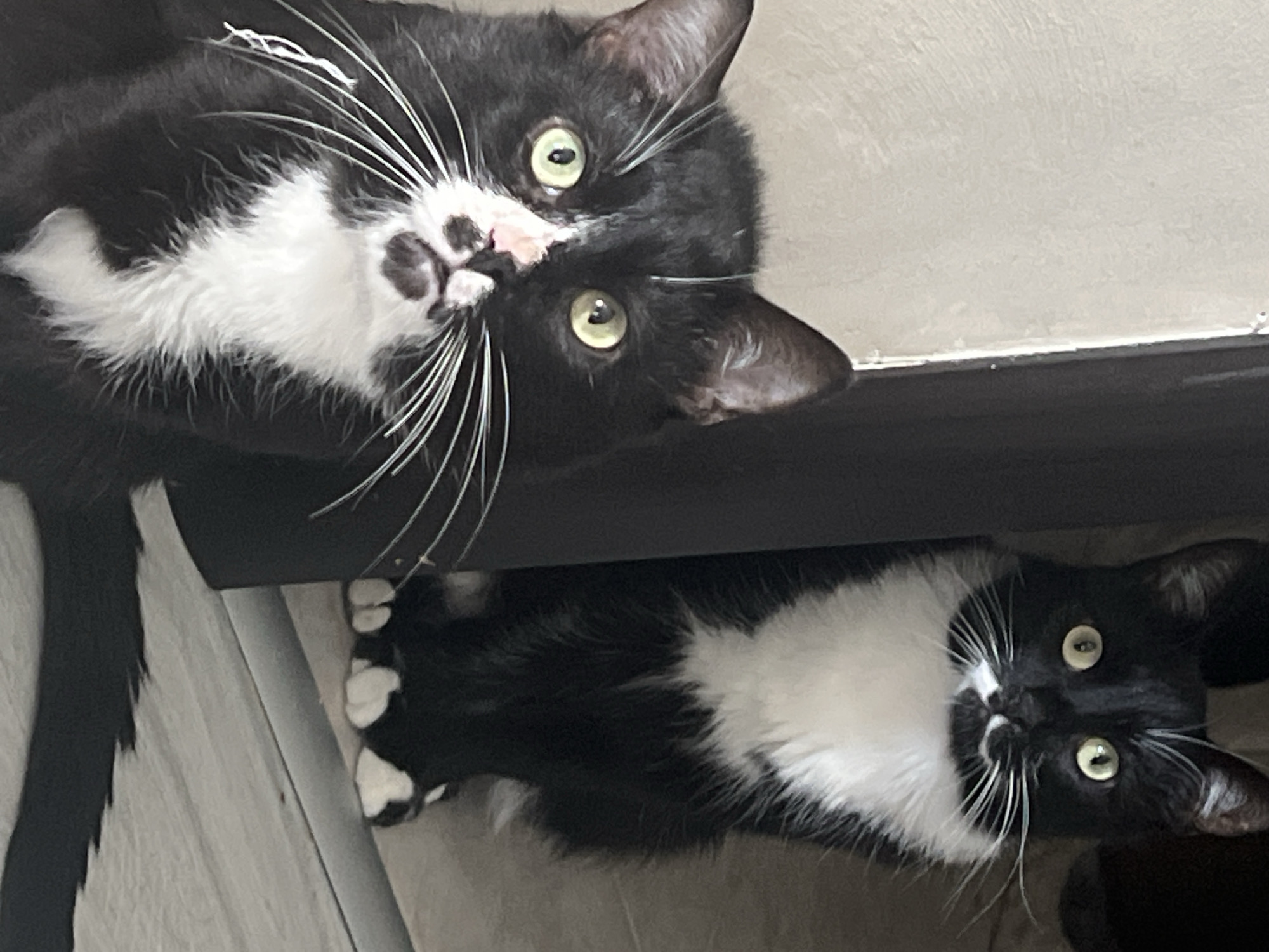 Two black and white tuxedo cats are visible. The top cat is upside down, facing the camera, with its tail visible on the left side. The bottom cat is sideways, also facing the camera. The background consists of a painted beige wall and a black horizontal line separating the two cats. The location is unknown, and there is no evidence to suggest it is in Sofia, Bulgaria.