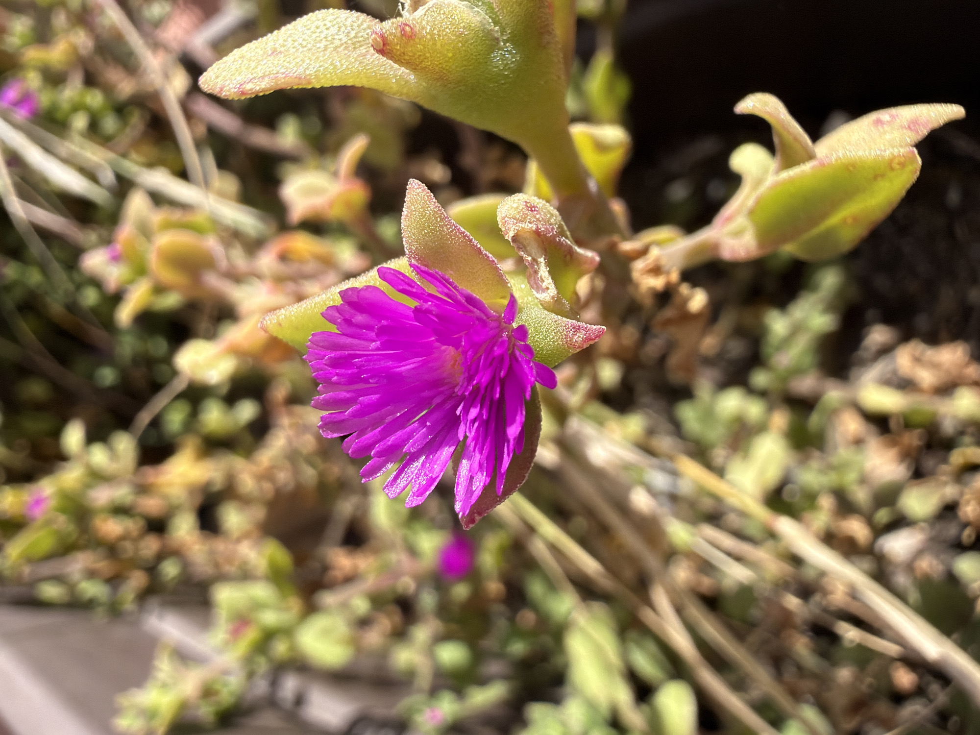 A close-up captures a vibrant pink flower of a succulent plant. The flower has numerous thin petals radiating from its center. The plant's leaves are fleshy, greenish-yellow, and slightly textured. The background includes blurred vegetation and dry stems. The location is not discernible in the image. There are no people visible.