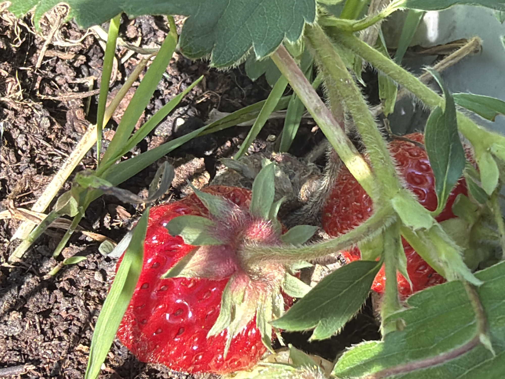 This is a close-up photograph of ripe strawberries growing in a garden. The focus is on the bright red fruit, with visible seeds and green leafy tops. Several strawberry plants are intertwined, with fuzzy green stems and serrated leaves. Some of the leaves are in the foreground and background, partially obscuring the strawberries and the ground. The ground is covered with dark soil, mulch, and some dried grass blades. Sunlight casts shadows, suggesting it is daytime. The setting appears to be outdoors in a natural environment, likely a garden in or around Узюково, Russia, given the location context. There is no visible text in the image. The overall impression is one of a successful harvest and the bounty of nature.