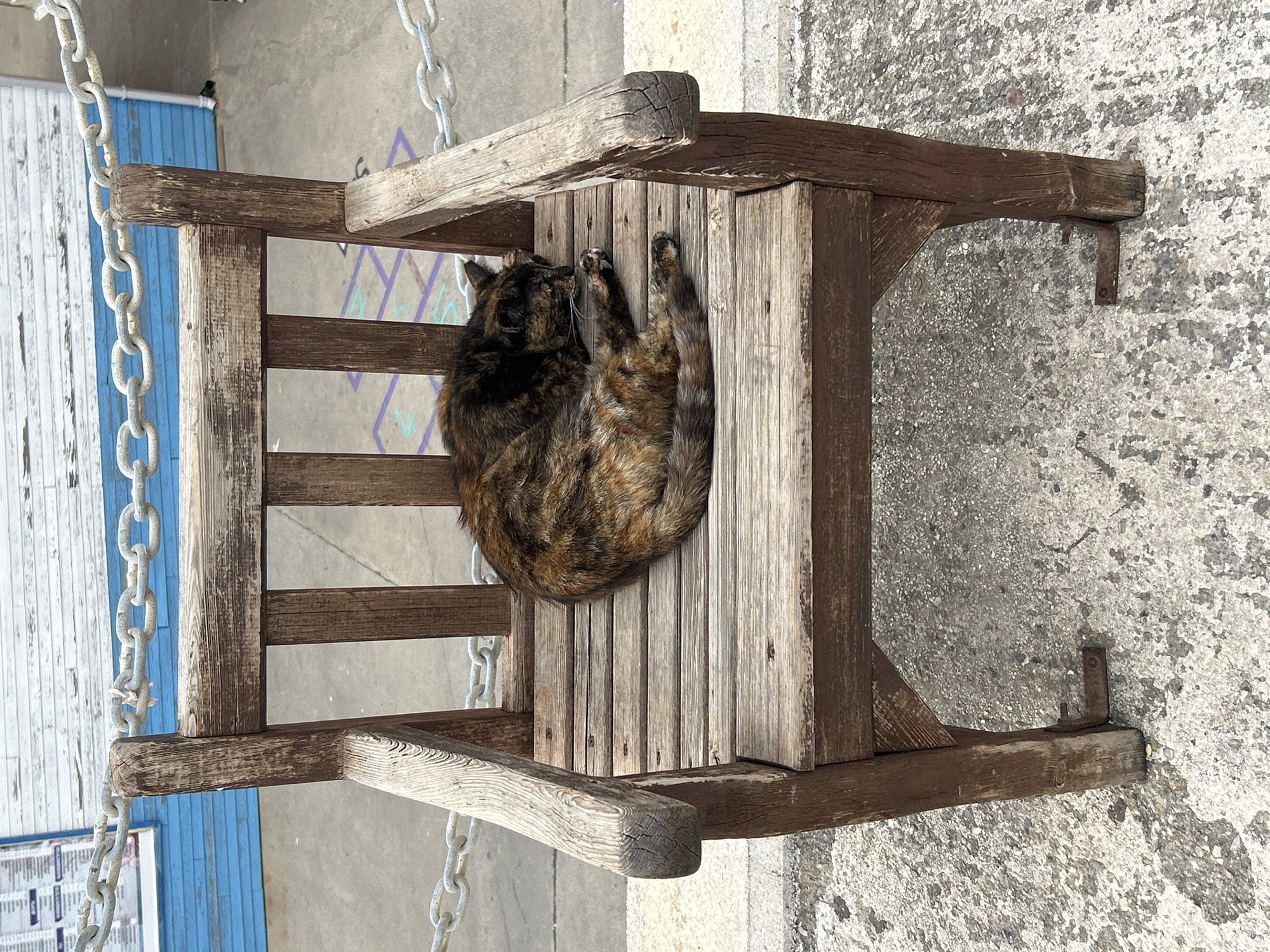 A tortoiseshell cat is curled up asleep on a wooden swing chair. The chair is outdoors on a concrete surface. A heavy metal chain suspends the chair. A building with a white and blue facade is partially visible in the background. The location is possibly Alanya, Turkey.