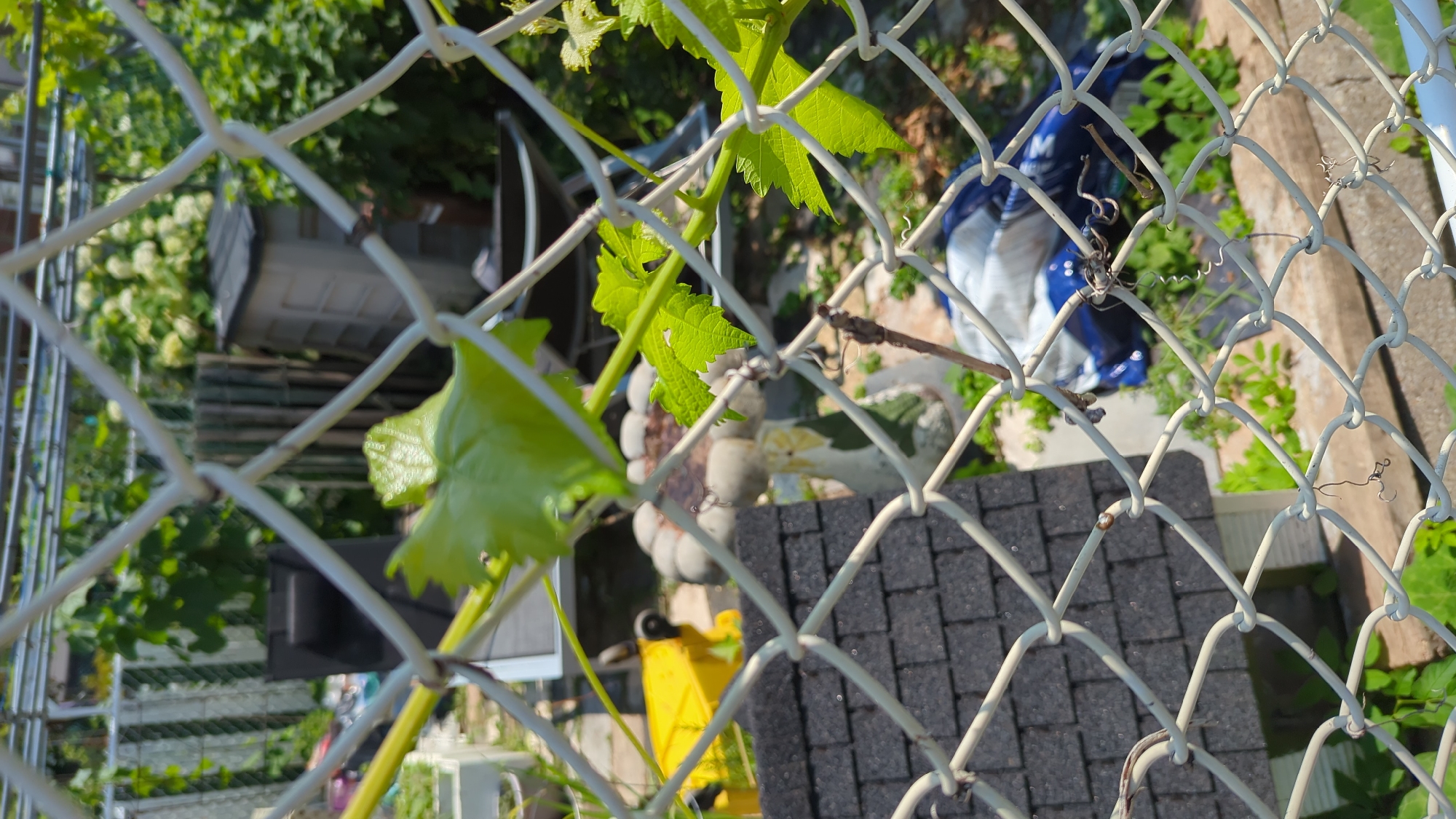 This image depicts a backyard scene in Montreal, Canada, viewed through a chain-link fence. In the foreground, a green vine with leaves is prominent, partially obscuring the view. Behind the fence, a small black-shingled structure, possibly a birdhouse or small shed, is visible. Further back, a decorative garden ornament resembling a mushroom is present, along with a bright yellow garden tool. In the background, lush green foliage and some white flowers are abundant, suggesting a well-maintained garden area. A grey plastic storage unit is also discernible amongst the greenery. A blue and white tarp or bag is partially visible near the bottom right of the frame. The overall impression is a typical residential backyard with various garden elements and storage.