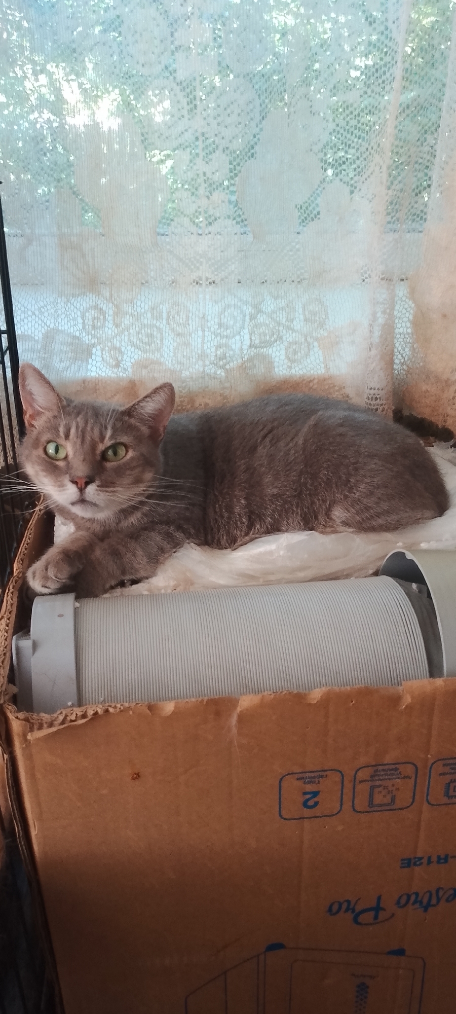 A grey tabby cat with green eyes lies on top of a white plastic tube, which rests inside a cardboard box. The cat is looking towards the viewer. Behind the cat, a white lace curtain is visible, with dappled sunlight filtering through it, suggesting an outdoor setting or a window. The background is slightly blurred, with trees and foliage visible through the curtain. The scene appears to be indoors, in a residential setting. The cardboard box has some text and symbols printed on it, but they are not clearly legible. The cat's paws are resting on the white tube, and its body is relaxed. The overall impression is one of domestic comfort and a relaxed pet. There is no identifiable information in the image that would allow for a precise location within Belgorod, Russia.