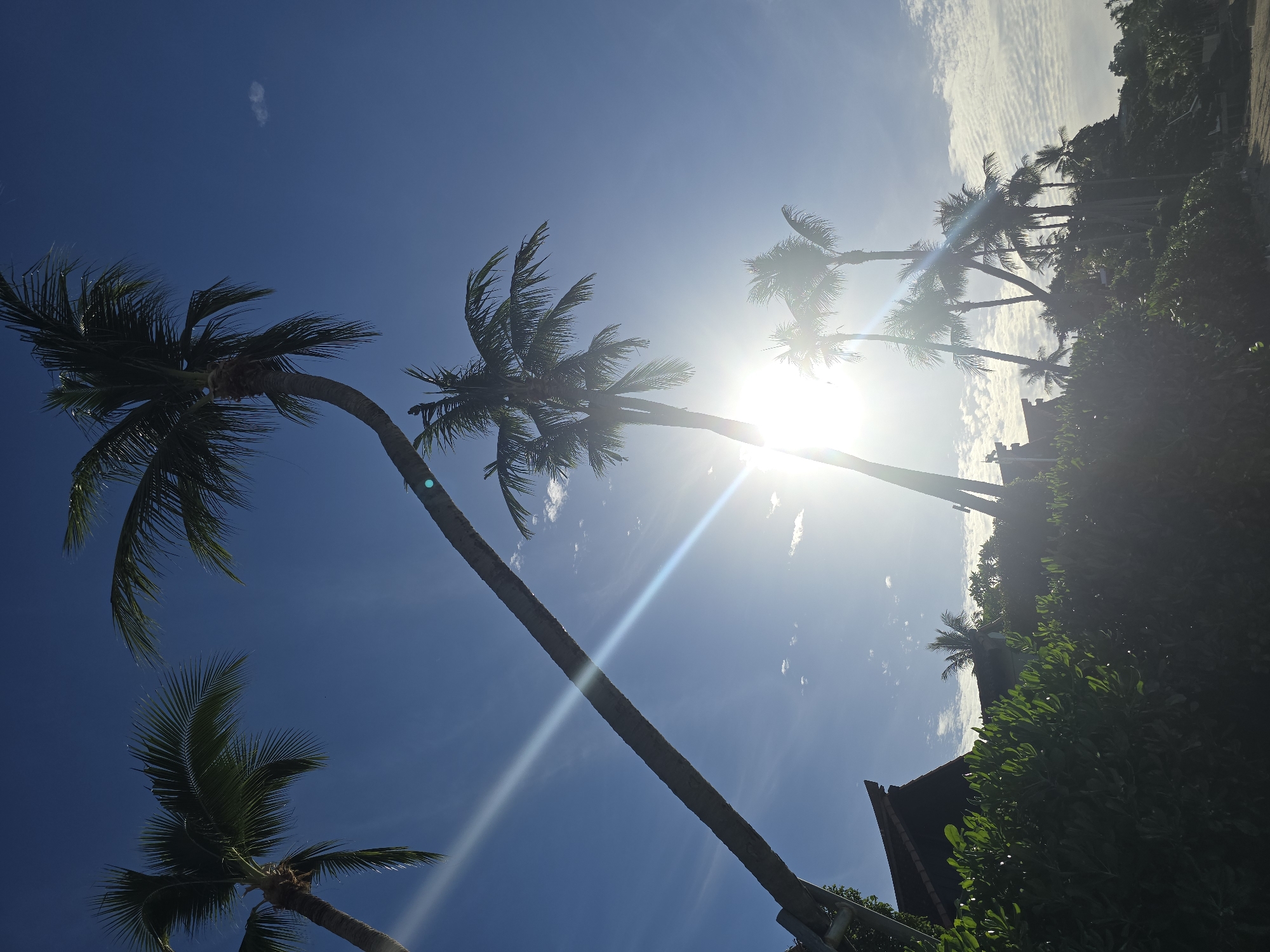 The image shows a tropical scene with several palm trees silhouetted against a bright blue sky. The sun is shining intensely, causing lens flare and a bright glow in the upper right portion of the image. Wispy white clouds are scattered across the sky. The palm trees are tall and slender, with their fronds reaching outwards. Some of the trees are leaning at an angle. In the foreground, there are lush green bushes and a glimpse of a building with a dark roof. The overall impression is that of a sunny day in a tropical location, possibly a resort or a beach area. The low angle of the shot, looking up at the trees and sky, emphasizes the height of the palm trees and the vastness of the sky. The bright sunlight suggests it is daytime, likely mid-morning or afternoon. There is no visible text in the image.