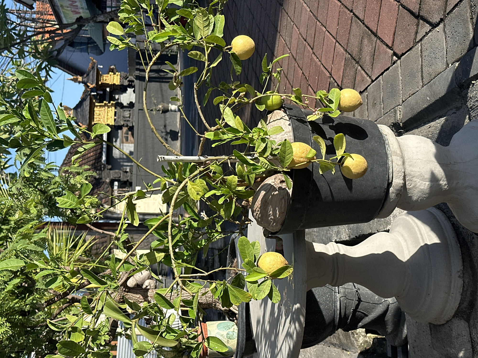 A medium-angle shot depicts a lemon tree in a pot, located outdoors in North Kuta, Indonesia. The pot is black on top and gray on the bottom, designed with a pillar-like structure. The tree has several lemons on its branches, interspersed among green leaves. In the background, there is a structure with golden ornamentation, possibly a temple or traditional building, partially obscured by foliage. The ground is paved with bricks, and the scene appears to be bathed in sunlight.