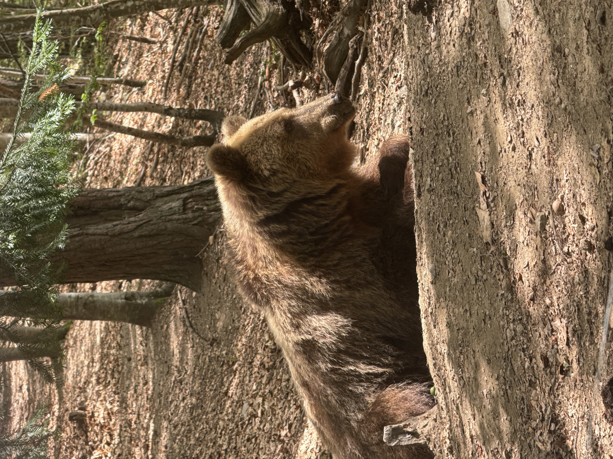 A brown bear is visible, partially obscured by a tree trunk. The bear is facing away from the camera and looking upwards. Its fur is a mix of brown and tan, and its ears are rounded. The tree trunk it is against is rough and textured, with visible bark and some moss. In the background, there are more trees and fallen leaves, suggesting a forest setting. Sunlight filters through the trees, creating dappled shadows on the ground and the bear's fur. The overall scene appears to be in a natural environment. The image is oriented vertically. The crops provided highlight the bear's head and fur, as well as the texture of the tree and the surrounding forest floor. No text is visible in the image. The location is Yakoruda, Bulgaria.