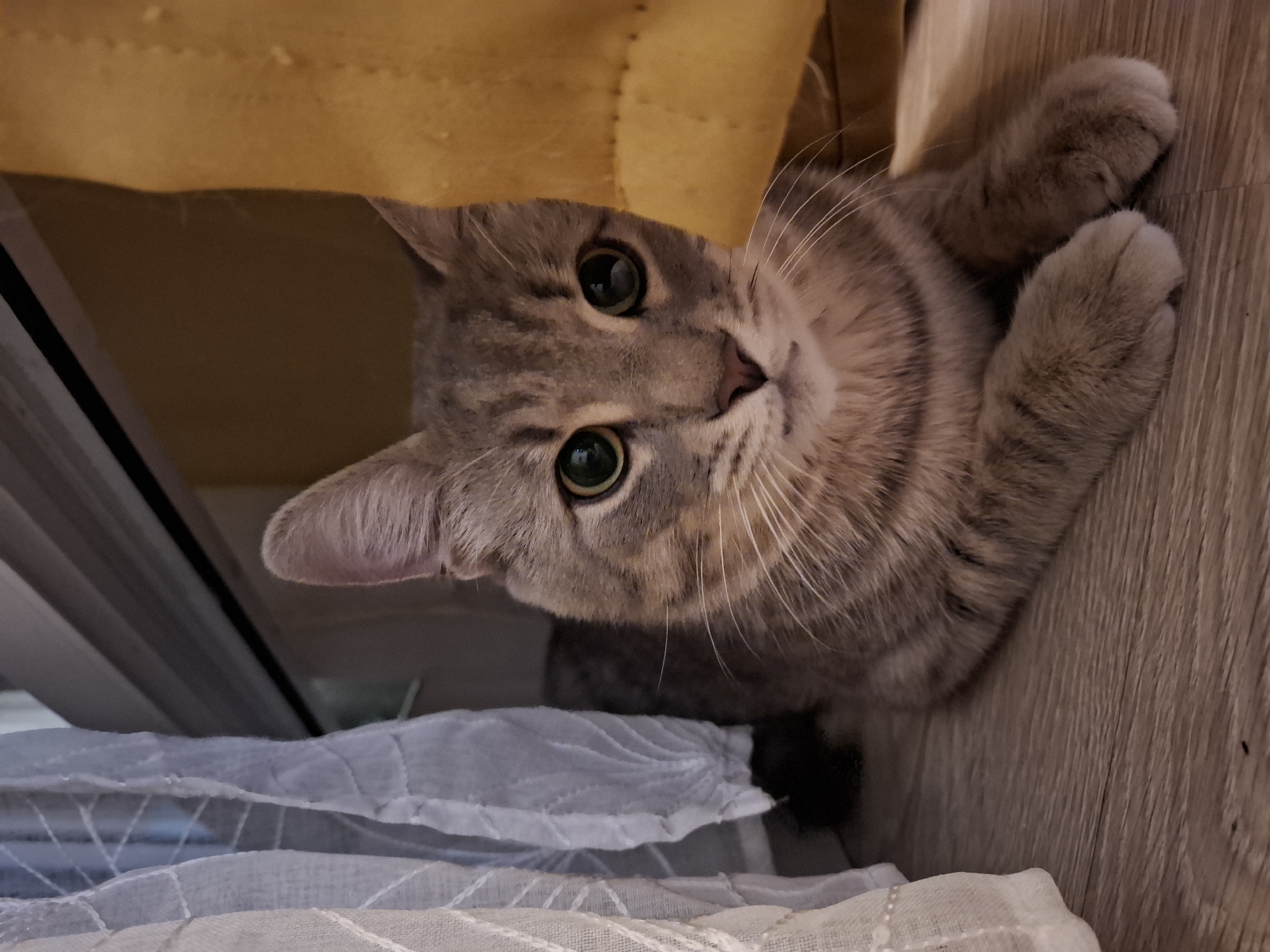 A tabby cat with large, green eyes is lying down on a wooden floor. The cat is positioned in the lower center of the frame, with its front paws tucked underneath its body. Its fur is a mix of gray and brown stripes. To the left of the cat, there is a white, sheer curtain. To the right, a yellow curtain is visible. The background appears to be indoors, with a dark horizontal line suggesting a window frame or furniture. The lighting is warm and somewhat dim. No specific location in Zemun Urban Municipality, Serbia, can be determined from the image.