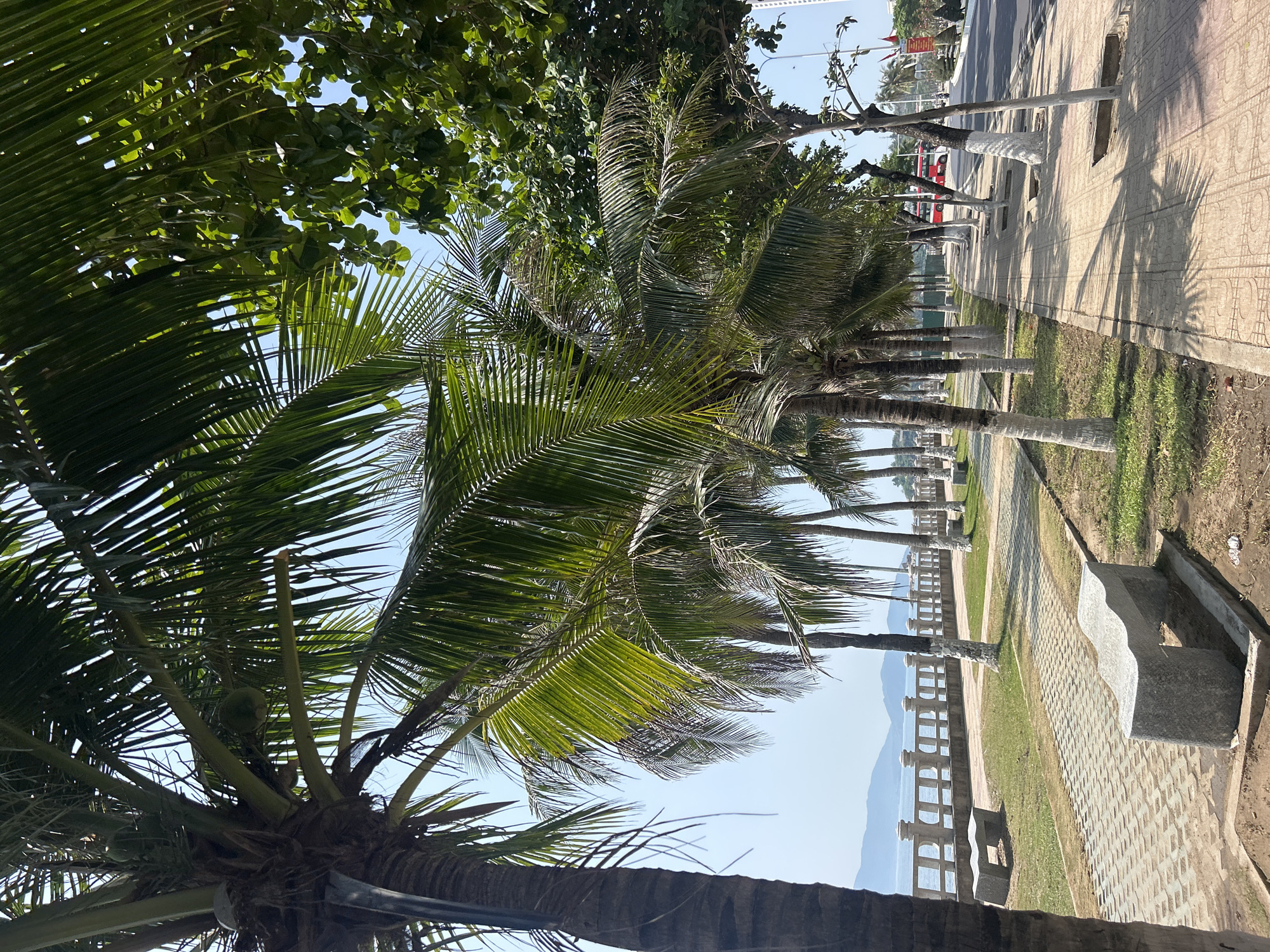 This image depicts a sunny coastal promenade in Bắc Nha Trang, Vietnam. The scene is dominated by lush greenery, primarily consisting of numerous palm trees with vibrant green fronds, some bearing visible coconuts. Other leafy trees are also present, creating a canopy of foliage against a clear blue sky.
A wide, paved promenade runs through the scene, featuring decorative patterned tiles. The strong sunlight casts long, distinct shadows from the trees across the pathway, suggesting a clear day during either morning or late afternoon. Along the promenade, several light-colored stone benches with unique, wave-like backrests are placed at regular intervals. The bases of many tree trunks, both palm and other species, are painted white.
Beyond the promenade, a low, ornate concrete railing separates the walkway from the calm, blue sea. In the distance, a range of mountains rises from the water, adding to the picturesque coastal landscape. Further inland, a paved road runs parallel to the promenade, with a red vehicle vaguely visible in the distance. No specific human activity is taking place, contributing to a serene and tranquil atmosphere. There is no discernible text visible within the image.
