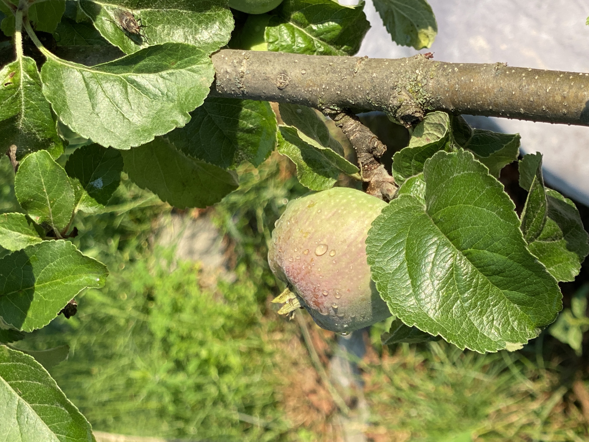 The image is a close-up shot of a young, green apple with some red blush, covered in water droplets, hanging from a tree branch. The apple is positioned slightly off-center to the left. Several green leaves, some with visible veins and texture, surround the apple and the branch. One large leaf in the foreground is prominent, with its textured surface clearly visible. The branch is rough and brown, with some lichen. The background is softly blurred, showing green grass and sunlight filtering through. The overall scene is outdoors, likely in a garden or orchard, with a bright, natural light. The image quality is sharp, focusing on the details of the apple, leaves, and branch.