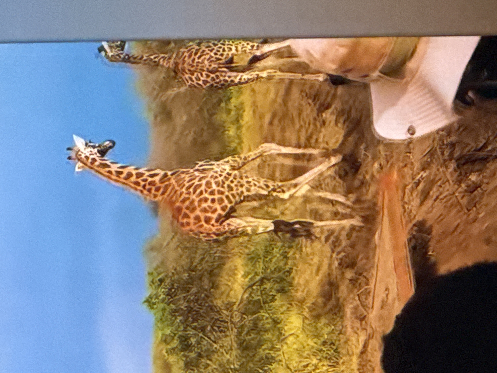 The image depicts a safari scene with two giraffes in the foreground. The giraffe on the left is closer to the viewer and is facing towards the right of the frame, with its body angled away. It has a distinctive spotted pattern on its orange-brown coat. To the right and slightly behind the first giraffe, a second giraffe is visible, facing away from the viewer and towards the right. Its hindquarters and back are prominent. Both giraffes are in a dry, grassy environment with scattered shrubs and trees. The ground appears to be dirt and sand, with some patches of dry vegetation. The sky is a clear blue. In the bottom right corner of the image, a person wearing a wide-brimmed hat is partially visible, suggesting the image was taken from a safari vehicle or viewing area. The overall scene captures a moment on a safari. The image is a photograph and is not located in the city of Springboro, United States of America; its actual location is unknown.