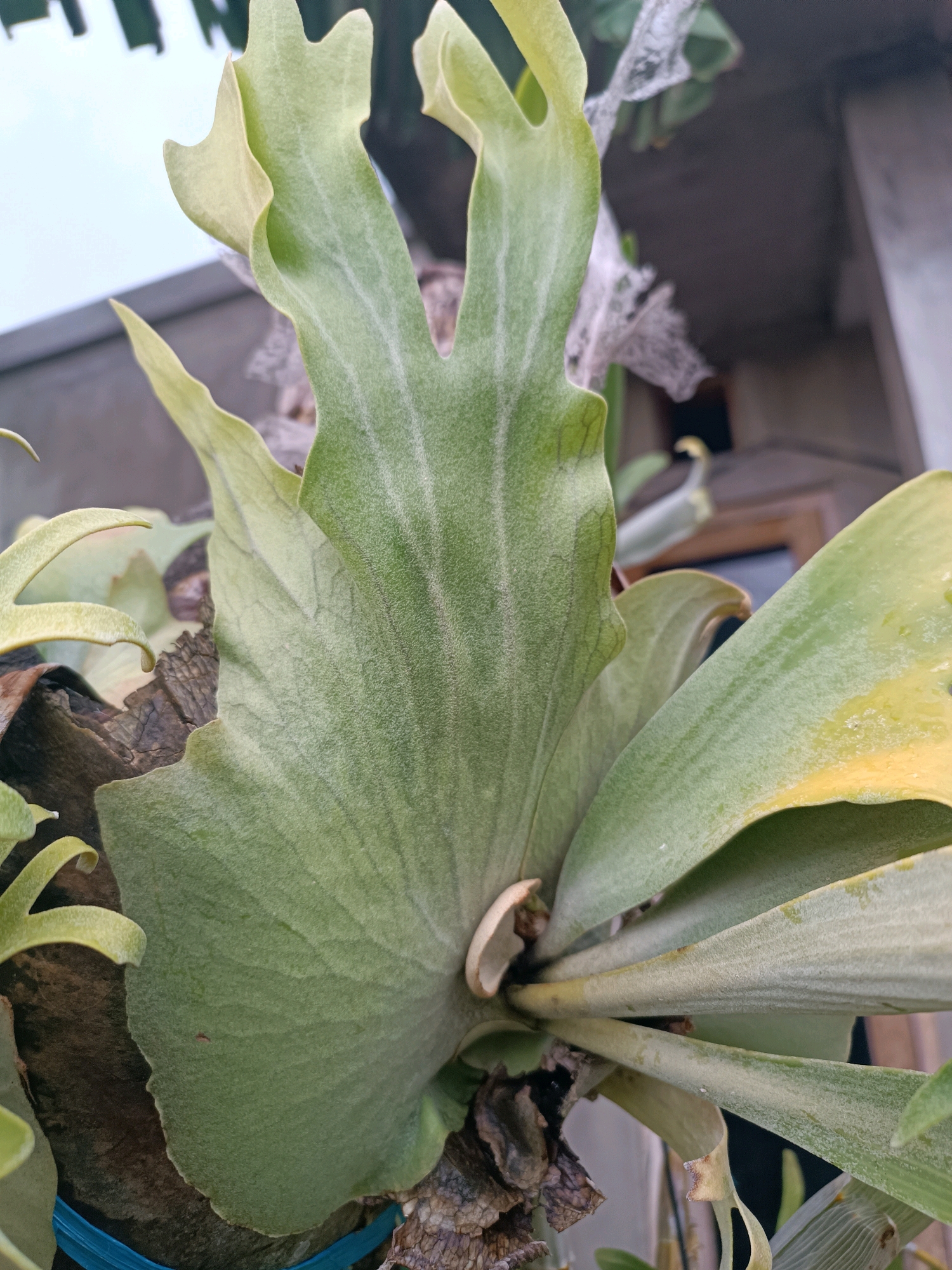 The image is a close-up shot of a staghorn fern, specifically Platycerium bifurcatum, attached to a rough, dark wooden substrate. The fern's fronds are broad and leathery, with a pale green color and prominent, lighter green veins. Some fronds are lobed and curved, giving the characteristic "staghorn" appearance. The texture of the fronds appears slightly fuzzy or powdered. In the background, a blurred structure resembling a building with a window and a lighter wall is visible, along with some white netting draped around the plant. A blue strap is visible around the base of the wooden substrate, suggesting it is secured. The lighting suggests an outdoor environment, possibly in the daytime, with some soft shadows. The scene appears to be in a residential or garden setting in Tabanan, Indonesia. There are no people or animals present in the image.