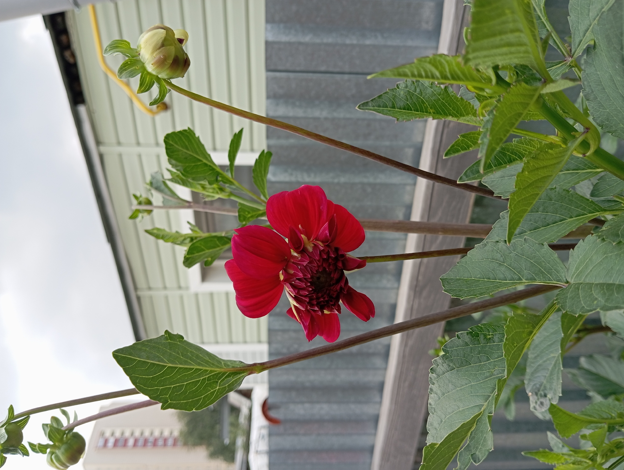 The image depicts a close-up view of a red dahlia flower with multiple layers of petals. The flower is on a dark stem, surrounded by green leaves. In the background, a light-green, corrugated metal building is visible, with a yellow pipe running across its side. A grey corrugated metal fence runs horizontally across the mid-ground. To the left, a tall, light-colored building with red accents is visible, suggesting an urban or semi-urban environment. The sky is overcast. No people are present.