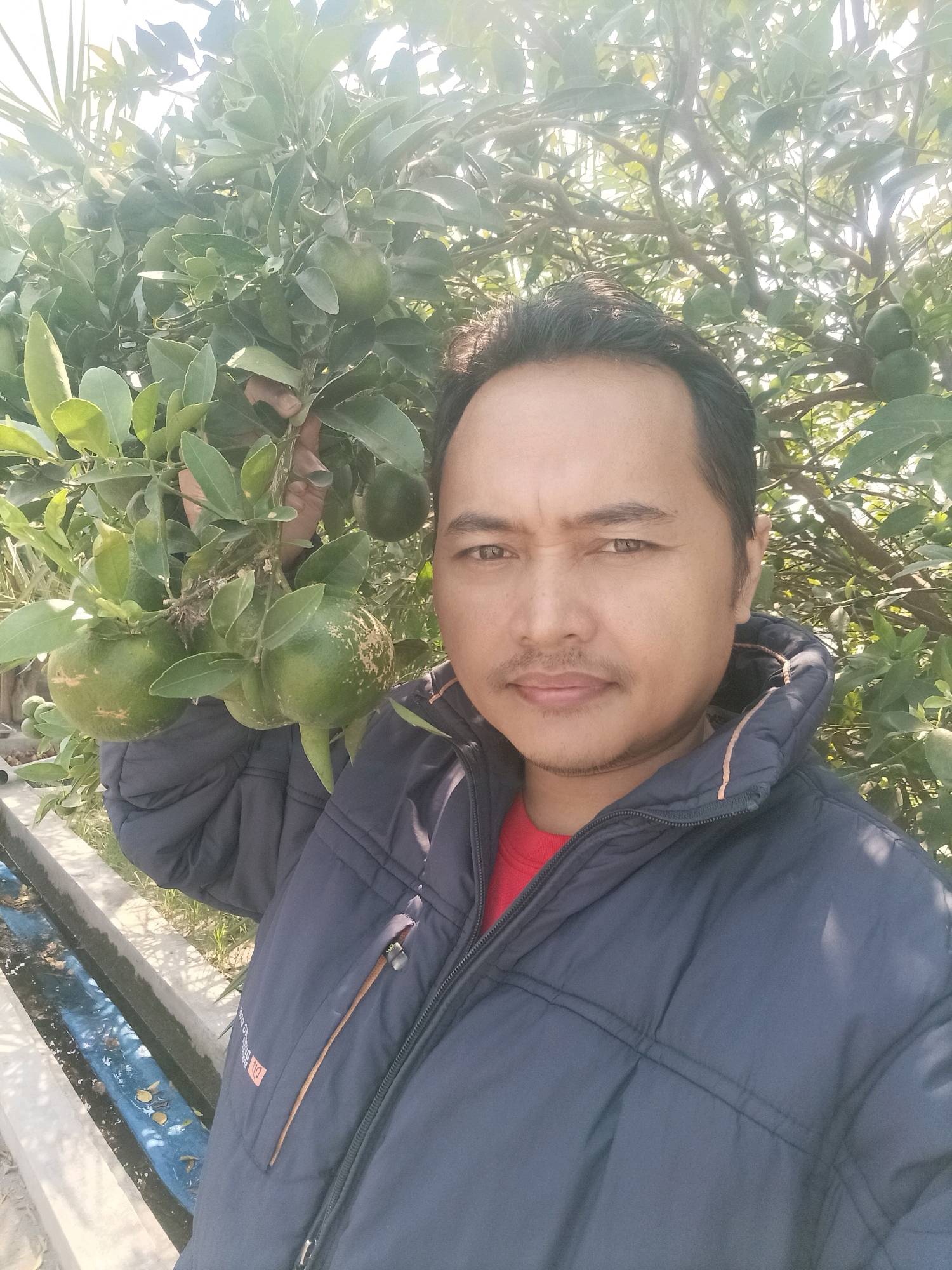 A man is taking a selfie in front of a citrus tree, holding a branch with several unripe green fruits. He is wearing a dark blue zipped jacket over a red t-shirt. The background shows lush green foliage and sunlight filtering through the leaves. In the lower left of the image, a concrete ditch with blue netting and some leaves is visible. The scene appears to be outdoors in an agricultural setting, possibly an orchard. The photographer's location is not specified in the image, but the request states it is in the city of Pare, Indonesia.