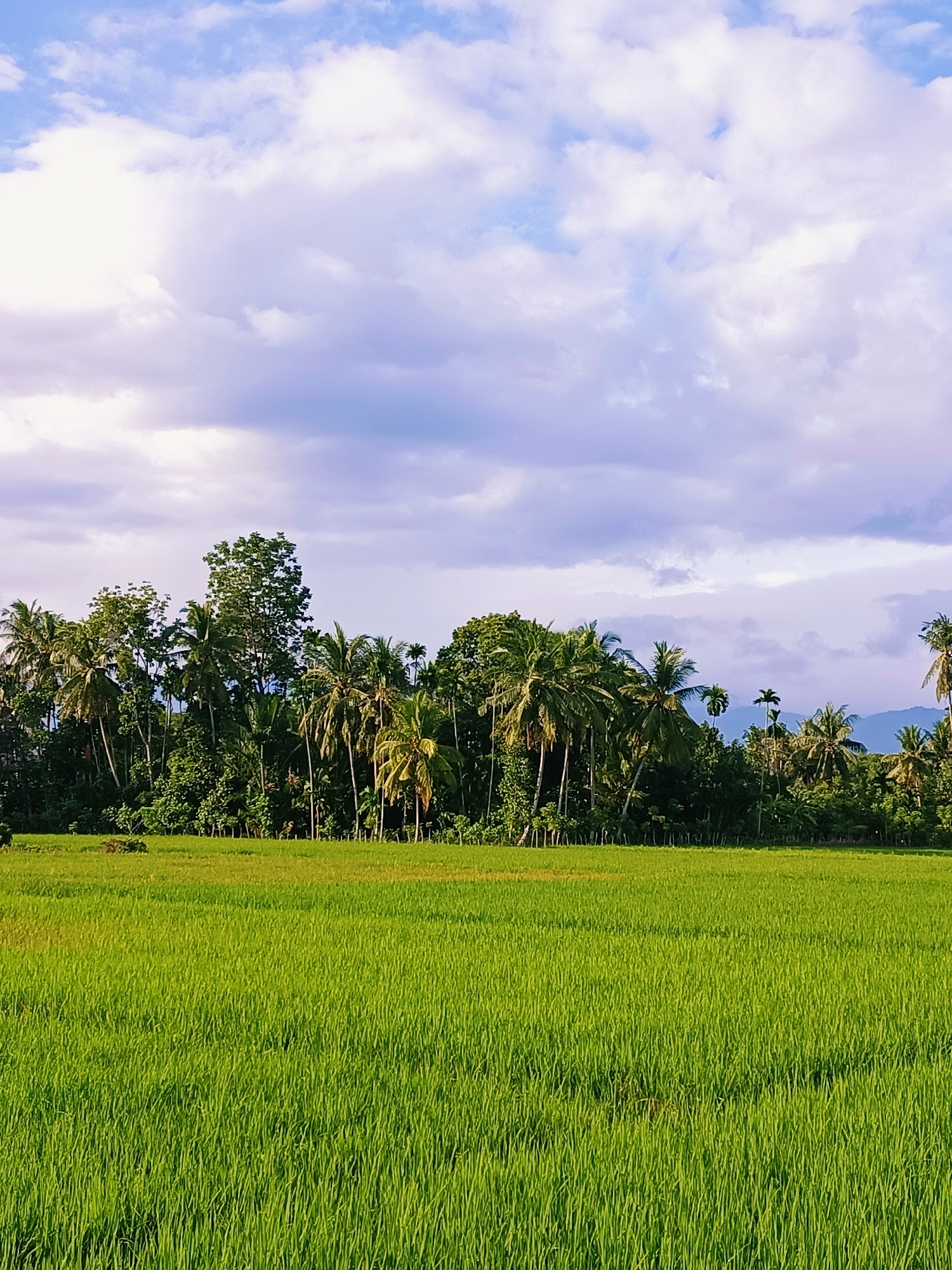 The image depicts a vibrant green rice paddy field in Kampung Jumpa, Indonesia, stretching from the foreground towards a dense line of lush trees and palm trees in the background. The sky above is a mix of blue and soft purple hues, dotted with fluffy white and gray clouds. In the distance, rolling hills or mountains are faintly visible against the horizon. The scene is dominated by the bright green of the rice stalks and the varied shades of green from the foliage. There are no people or animals visible in the frame. The lighting suggests it is daytime, possibly late afternoon or early morning, with soft, diffused light illuminating the landscape. The overall impression is one of a serene and fertile agricultural landscape.