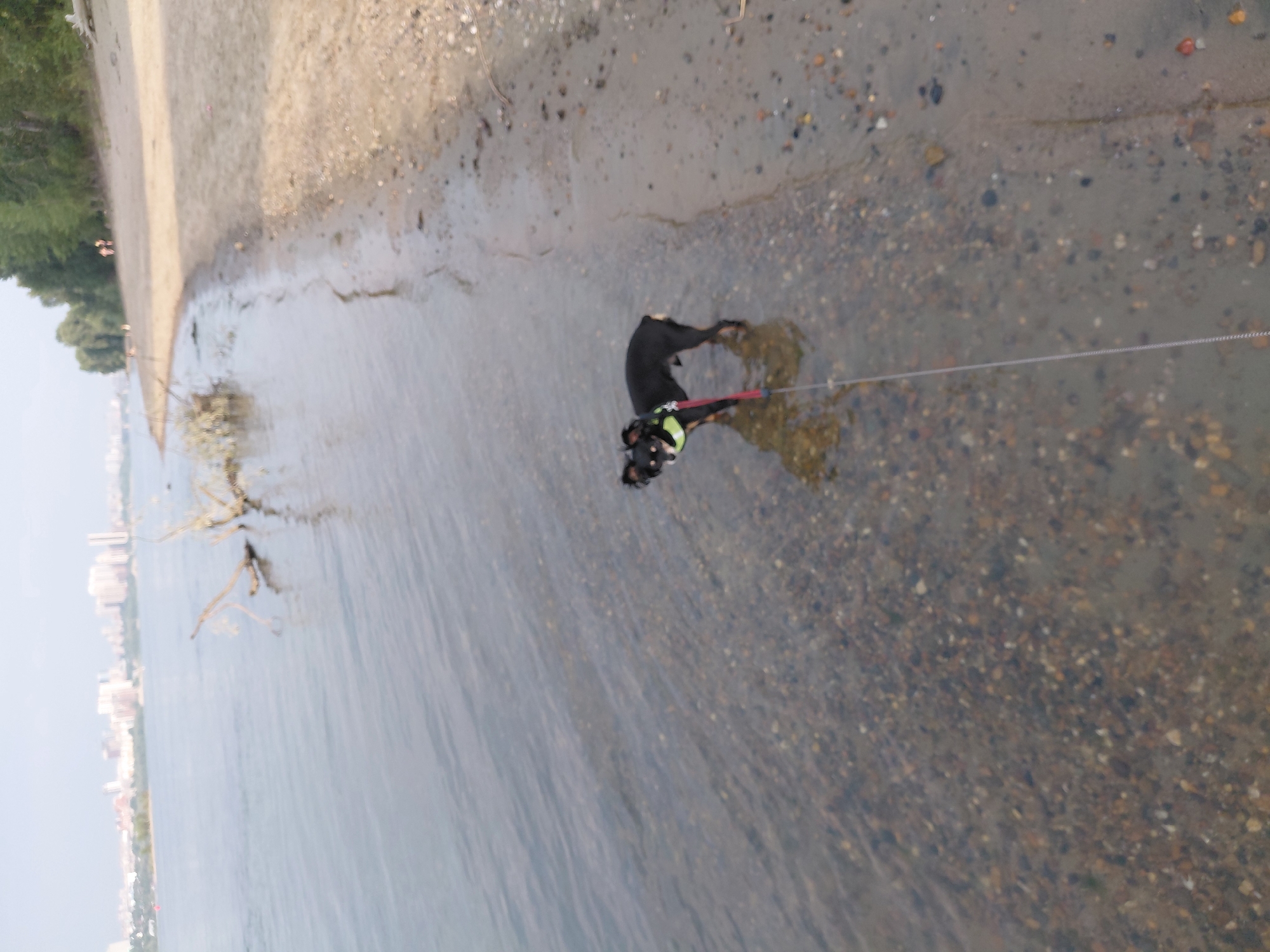 A small black dog with pointed ears and a green harness is standing in shallow, clear water near a sandy beach. The dog is on a leash, which extends towards the lower right of the frame. The water is filled with small pebbles and stones. In the background, a sandy beach stretches along the waterline, with trees and a distant city skyline visible across a wide body of water. The sky is overcast. This scene is consistent with the embankment of the Ob River in Novosibirsk, Russia.