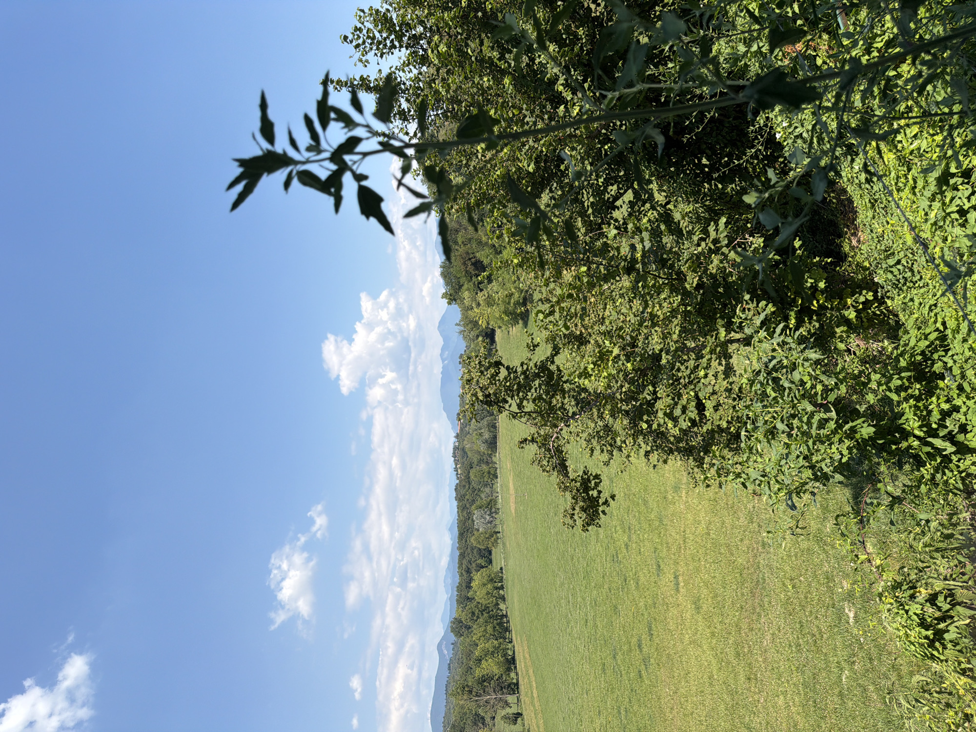 An outdoor, eye-level, vertical, full shot captures a pastoral landscape bathed in sunlight under a bright blue sky dotted with white cumulus clouds. The foreground is dominated by lush green vegetation, with a tall, dark silhouette of a plant in the lower right corner, its leaves sharp against the sky. A dense thicket of trees and bushes occupies the middle ground, creating a wall of green that extends across the frame. Beyond this foliage, a vast, vibrant green meadow unfolds, appearing manicured and expansive. In the distance, a line of rolling hills covered in trees stretches towards a hazy mountain range, its peaks softened by the atmospheric perspective. The overall impression is one of tranquility and natural beauty, reminiscent of the countryside near Padenghe sul Garda, Italy, given its location within the Lombardy region known for its scenic vistas. No people or animals are visible in the scene.