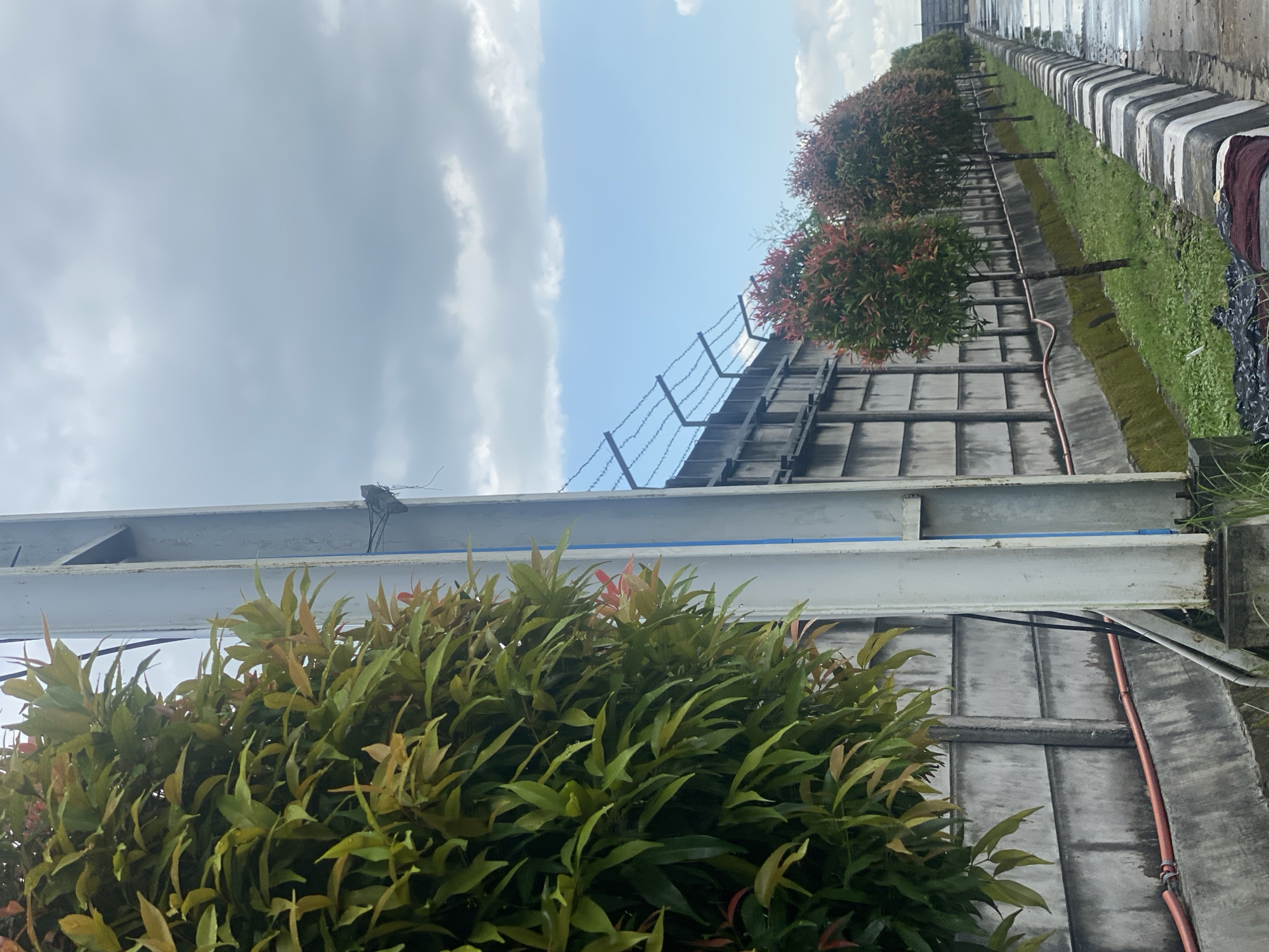 The image depicts an outdoor scene with a concrete wall topped with barbed wire. In the foreground, a dense green bush with red-tipped leaves is visible on the left side of the frame, partially obscuring a tall, white metal pole. To the right of the pole, a row of small, manicured trees with red and green foliage lines the base of the concrete wall. The ground adjacent to the wall is covered in green grass and moss. A concrete drainage channel runs along the wall, with a red pipe visible within it. The ground to the right of the trees is a wet paved surface with a curb made of alternating black and white concrete blocks. The sky above is partly cloudy with patches of blue. The scene appears to be an industrial or secured area, possibly located in Gambut Barat, Indonesia.