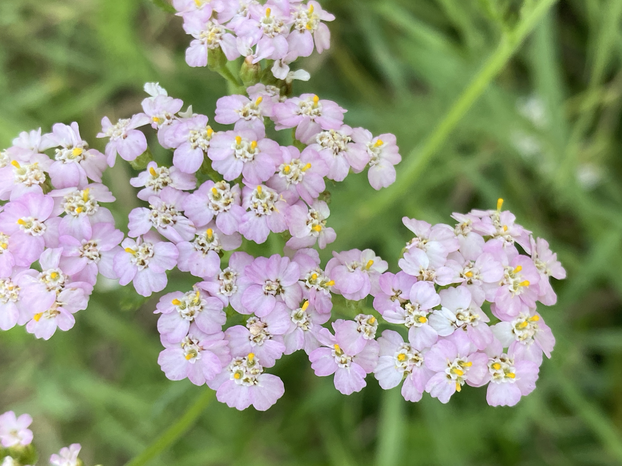 A close-up, vertical shot captures a cluster of delicate, pale pink wildflowers with yellow centers against a blurred green background. The flowers are arranged in a somewhat dense, branching pattern. The lighting appears natural, suggesting an outdoor setting. The image is sharpest on the flowers, with the background softly out of focus. No people or animals are visible, and no specific location in Novokuznetsk, Russia can be identified from the visual information provided.