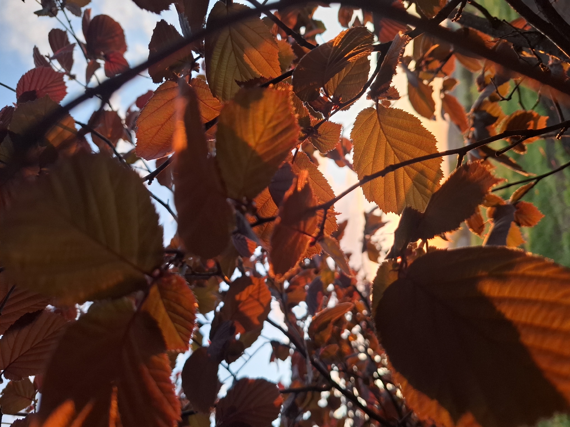The image shows a close-up view of a tree with copper-colored leaves. The camera is pointed upwards, capturing the leaves against a backdrop of a partially visible sky, which appears light blue. Some greenery is visible in the background. The sunlight filters through the leaves, casting shadows and highlights on their surfaces.
The location in the city of Khlevnoye, Russia is extraneous because that information is not detectable from the image alone.
