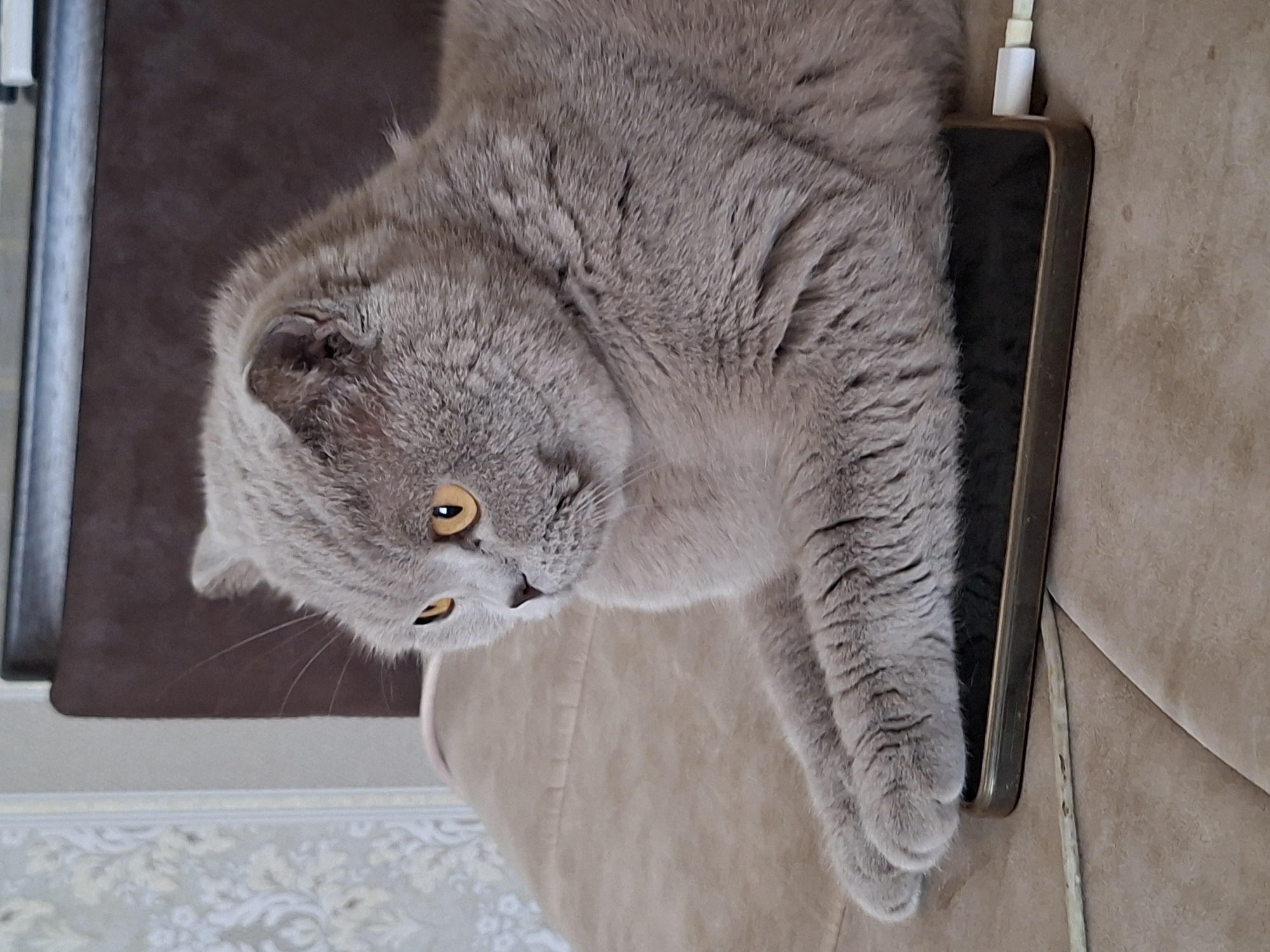 A fluffy British Shorthair cat with orange eyes rests on a light brown sofa. The cat is positioned on top of a dark-colored smartphone, with its front paws extended over the device. A white charging cable is plugged into the phone. The background consists of a textured wallpaper and a dark brown headboard. The scene is indoors.