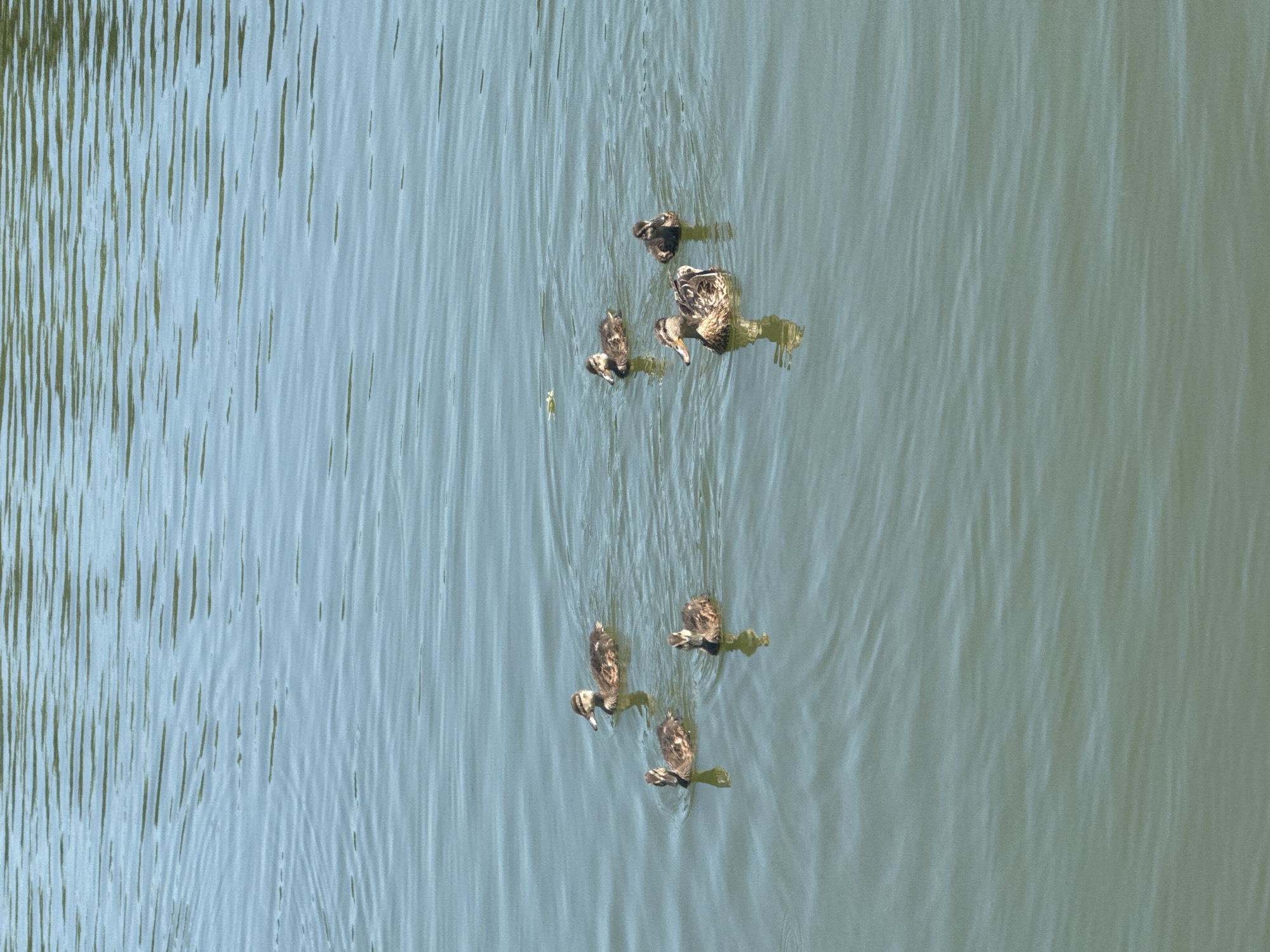 This media file depicts a top-down view of a flock of ducks swimming on a body of water, likely a lake or river, given the rippling surface. The water is a muted green-blue color, with subtle variations in shade caused by the movement of the water and possibly sunlight reflecting off the surface. The ducks, appearing to be mallards due to their brown and mottled plumage, are scattered across the frame. One larger duck is positioned towards the center-right, with several smaller ducks swimming around it, suggesting a parent with its young. They are all moving in roughly the same direction, creating faint wakes in the water behind them. The lighting suggests it is daytime, with the sun casting some light on the scene. The setting appears to be natural and peaceful. There is no visible text in the image.