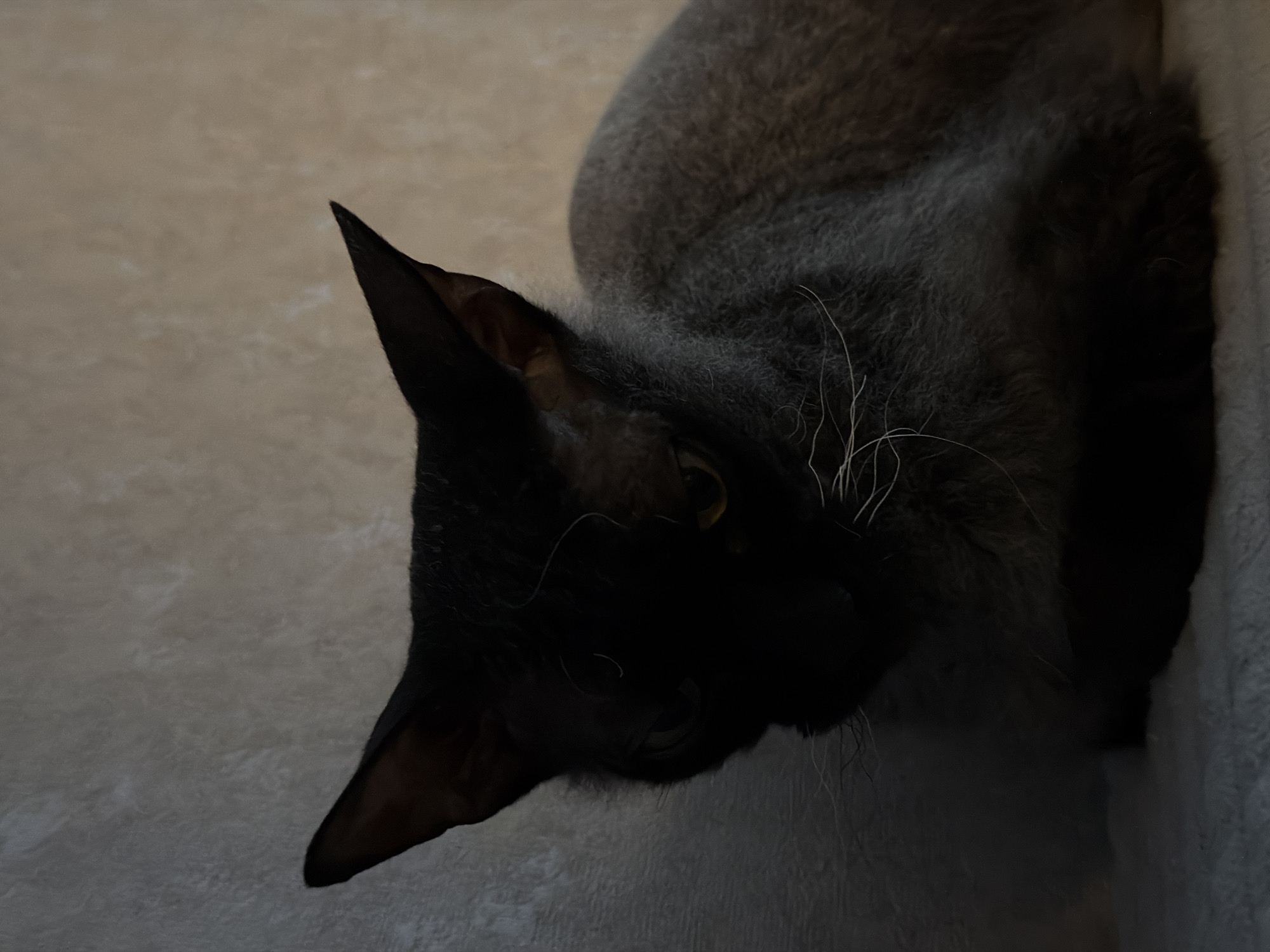 The image displays a domestic cat, likely a Sphynx or similar breed, situated indoors. The cat is resting on a light-colored, textured surface, positioned against a mottled wall that transitions from a light beige on the right to a darker grey-white on the left. The animal's head is turned slightly to the left, presenting a dark, heavily shadowed face with discernible yellow eyes and several prominent white whiskers. Its body exhibits a short, dense, greyish-brown coat. The scene is dimly lit, with the cat's facial features largely obscured by shadow. Location: Unknown, Unknown.
