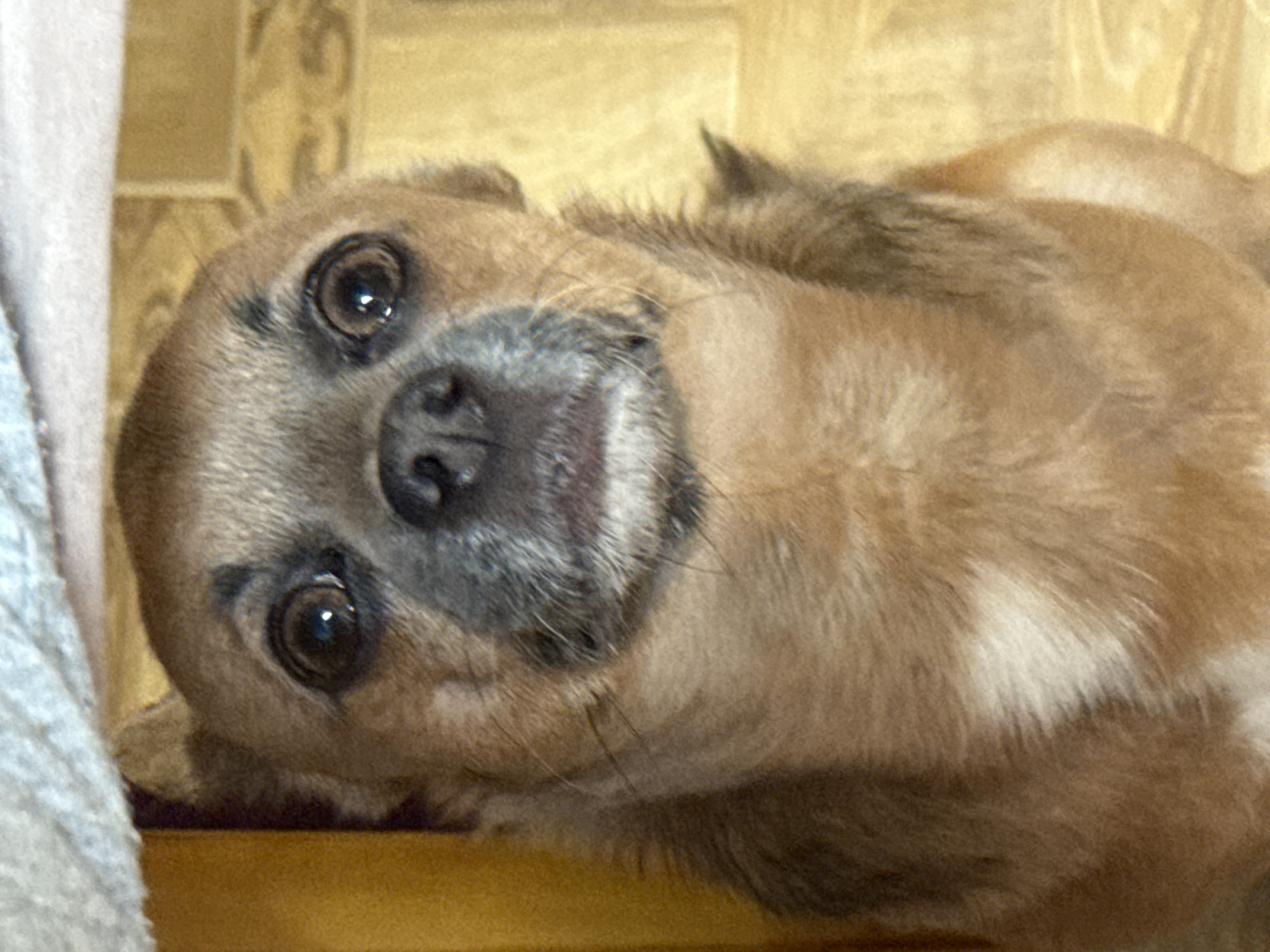 This is a close-up, eye-level, vertical, indoor shot of a small tan and white dog with large, dark eyes and a black nose. The dog is positioned in the center of the frame, looking directly at the camera. The background consists of what appears to be a beige tiled wall and a yellow surface. A soft, light-colored blanket or cloth is visible at the top of the image, casting a shadow over the dog's head. There is no indication of the city of Moscow, Russia, or any specific location in the image.