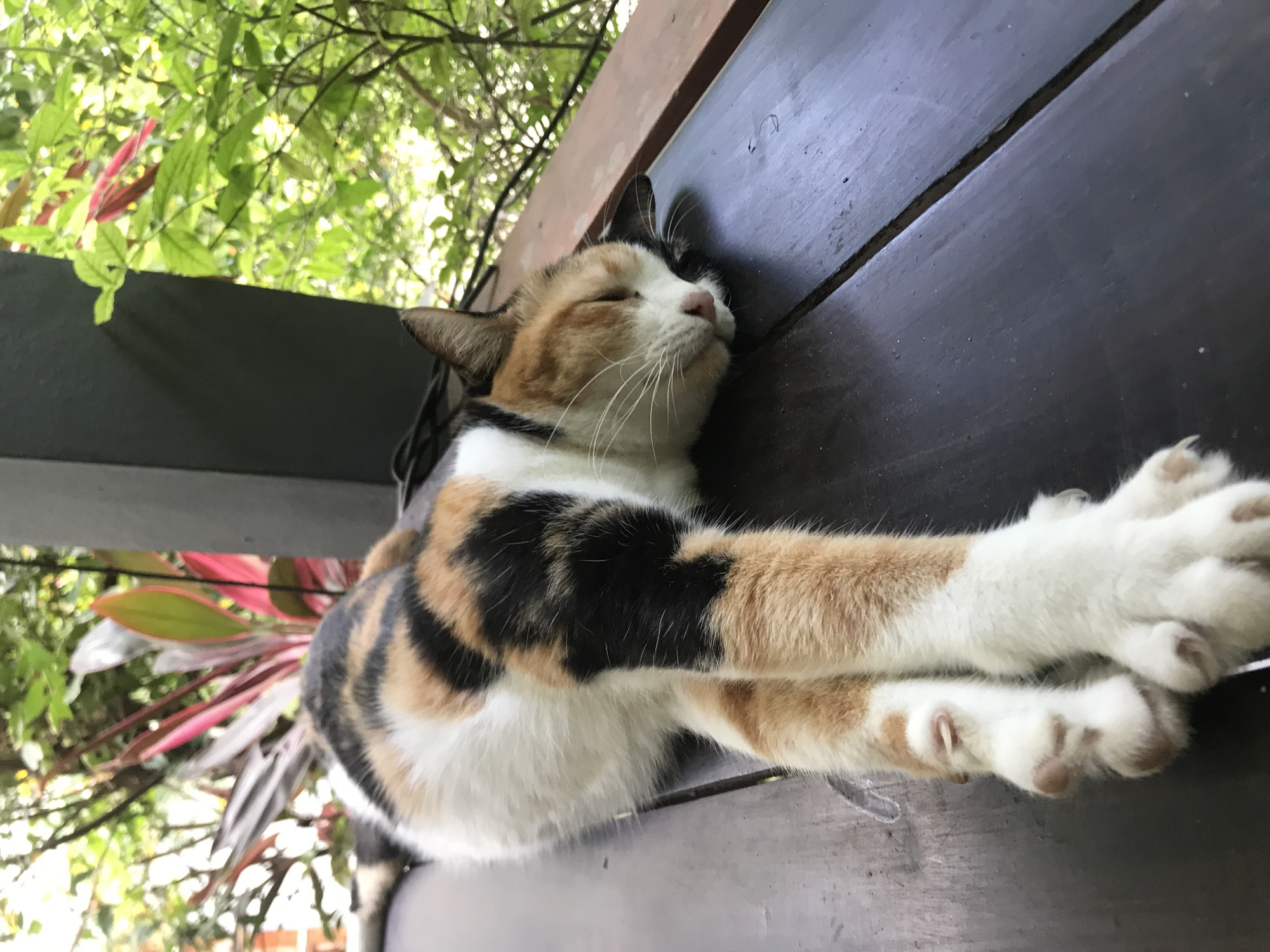 A calico cat is depicted sleeping peacefully on a dark wooden surface, likely a deck or balcony, in Baan Mae Nam, Thailand. The cat is lying on its side, with its front paws stretched out and crossed. Its eyes are closed, and its head is gently resting against a vertical wooden board or railing. The cat's fur displays a distinctive pattern of white, orange-ginger, and black patches. Its paws are white with visible pink toe beans and some claws.
In the background, lush green foliage is prominent, indicating an outdoor setting during daytime. Some vibrant reddish-pink leaves add a touch of color to the verdant backdrop. A dark, possibly metal, barrier or railing separates the cat from the dense greenery. The overall scene conveys a sense of calm and relaxation, with the sleeping feline enjoying its surroundings. No visible text is present in the image.