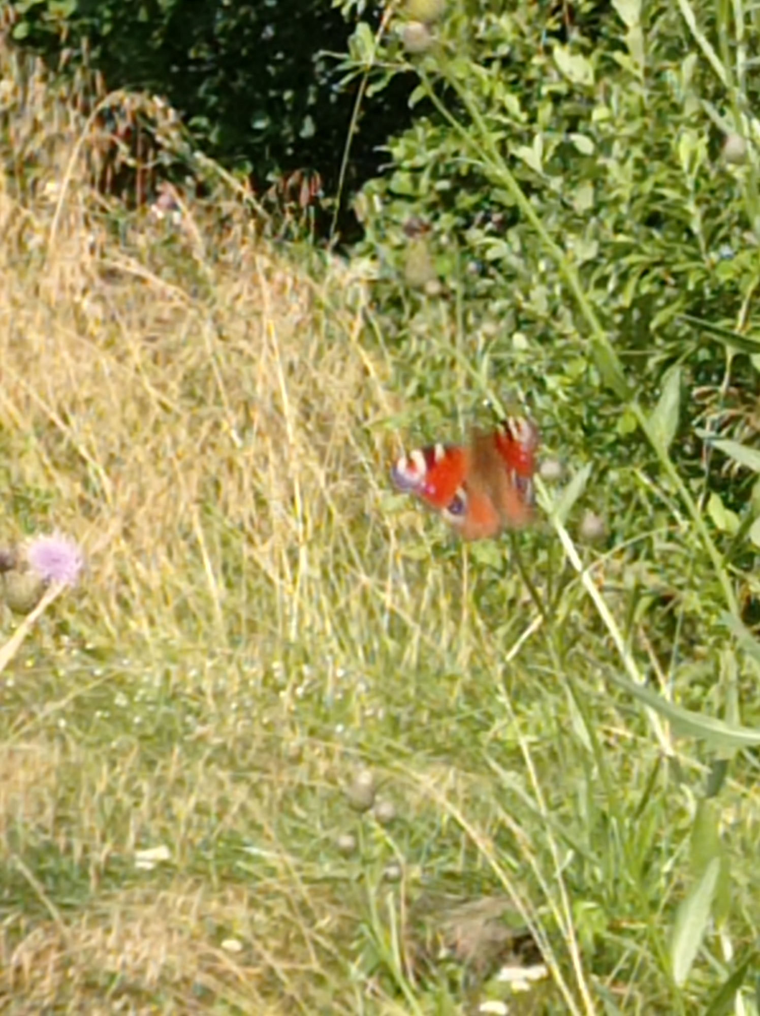 The image shows a butterfly with orange and brown wings, with black and blue markings, perched on a green plant stalk. The butterfly is the main subject, centrally located in the frame. The background consists of tall, dry grass and green foliage, suggesting an outdoor, natural environment. The lighting is bright, indicating daytime. There are no people or other animals visible in the image. The setting appears to be a field or a grassy area. There is no visible indication of the city of Degtyarsk, Russia in the image.