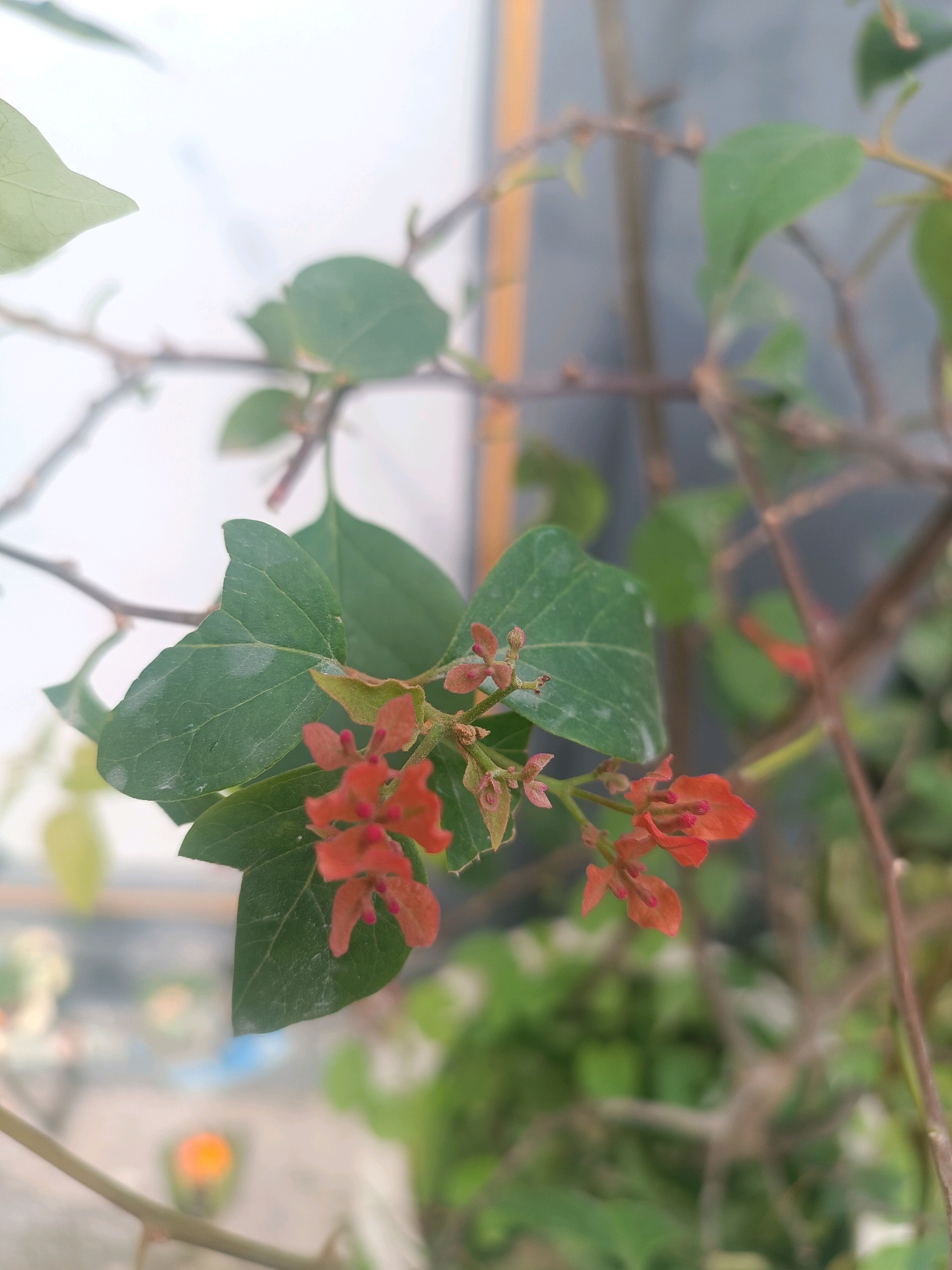 The image shows a close-up of small, reddish-orange flowers with green leaves on a branch. The background is blurred, with hints of other greenery and a light-colored wall. The scene appears to be outdoors. There are no people or actions depicted. The image's metadata indicates it was taken in Tabanan, Indonesia.