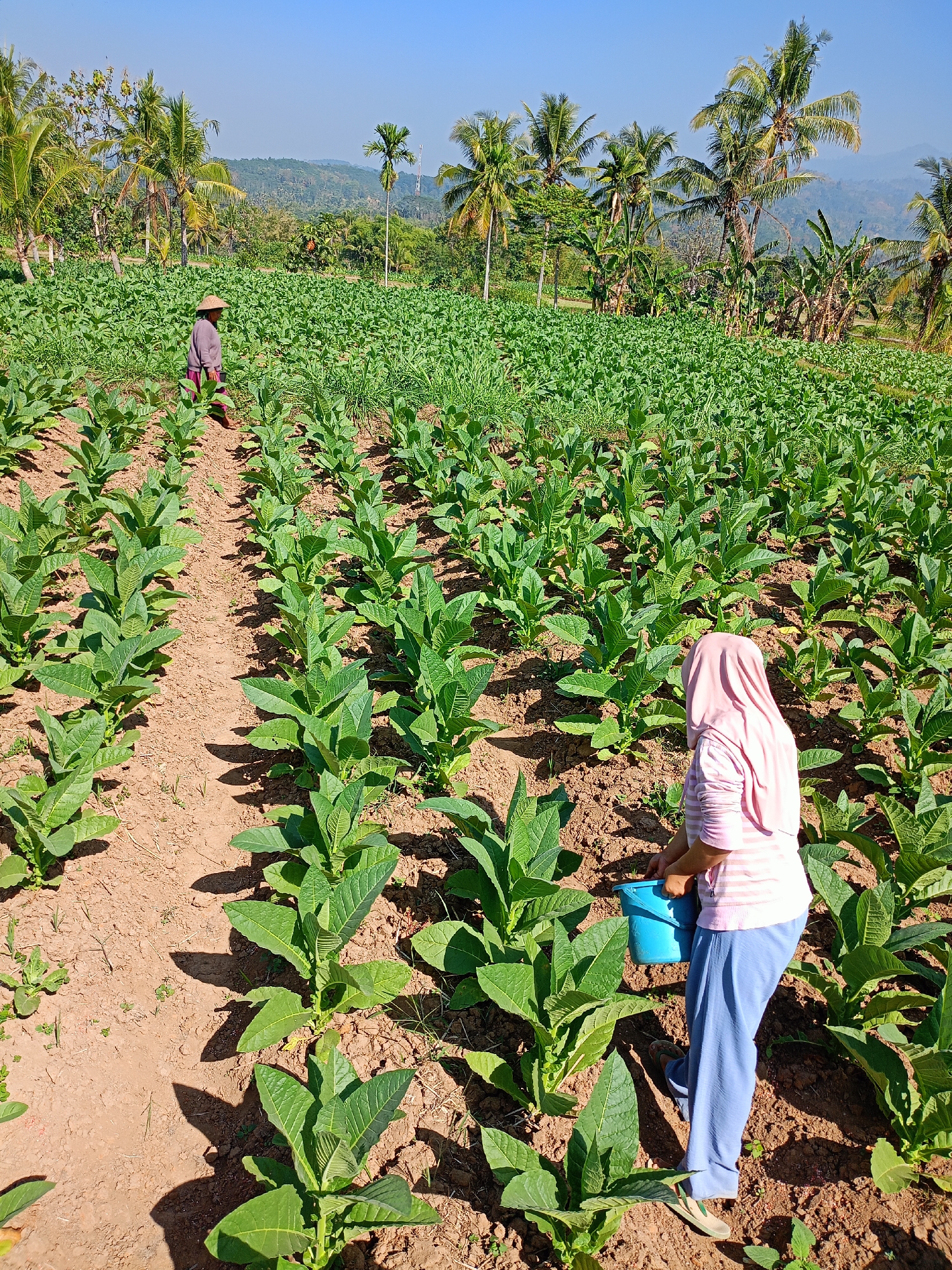 In Panduman, Indonesia, two women tend to a tobacco field under a clear blue sky. The field is characterized by rows of young tobacco plants with broad, green leaves, planted in reddish-brown soil. In the foreground, a woman wearing a pink headscarf and a striped pink and white shirt holds a blue bucket as she works among the plants. In the mid-ground, another woman wearing a straw hat and a purple long-sleeved shirt walks between the rows, also engaged in tending the crops. The background reveals a lush landscape of palm trees and rolling hills, indicative of a tropical rural setting. The sunlight casts distinct shadows from the plants and the individuals, highlighting the sunny conditions.