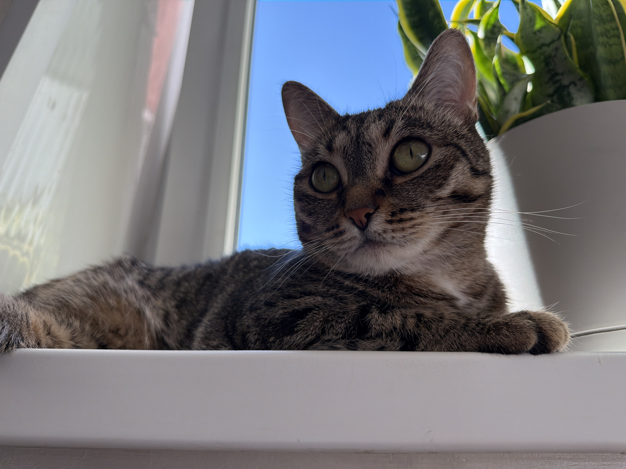 A close-up, low-angle shot shows a tabby cat lying on a white windowsill. The cat is facing the camera with its body partially visible. Its fur is a mix of brown, gray, and black stripes. The cat has large, round green eyes and prominent whiskers. Behind the cat, a bright blue sky is visible through a window, suggesting it is daytime. To the right of the cat, a portion of a potted plant with variegated green and yellow leaves can be seen, with its pot being white. To the left of the cat, a sheer white curtain is visible, diffusing the light from the window. The overall scene evokes a sense of calm and domesticity. The cat appears relaxed, with its gaze fixed forward. The sunlight streaming through the window illuminates the cat and the surrounding objects, creating a bright and airy atmosphere. No text is visible in the image. The location context suggests this scene might be taking place in Tryokhgorny, Russia.