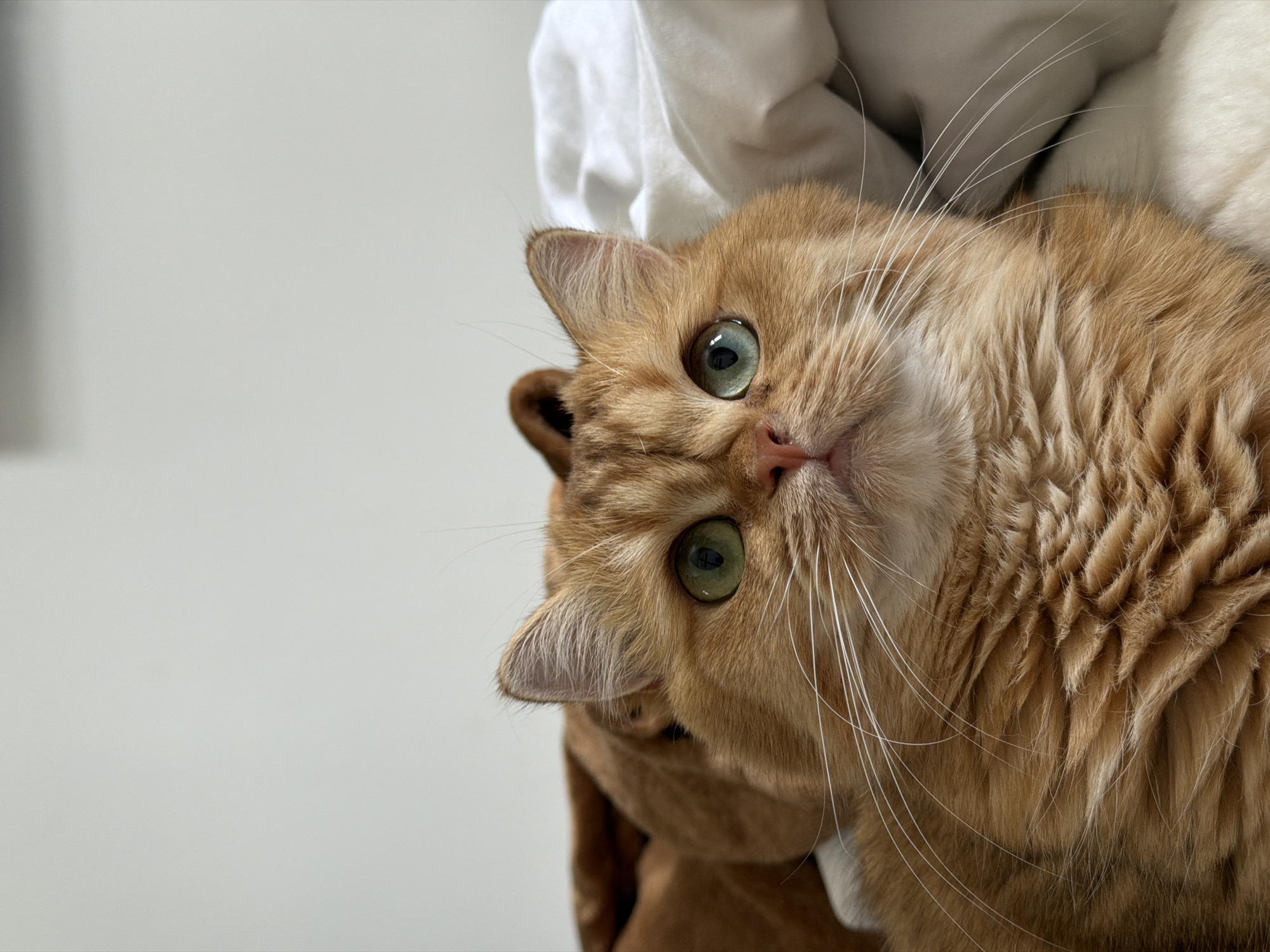 A close-up, eye-level shot focuses on the face of a ginger cat with heterochromia, exhibiting one green eye and one blue-green eye. The cat is resting on a surface with white and light gray bedding. Behind the cat, a brown, plush object is partially visible. The background consists of a plain, light gray wall. There is no discernible information about the location in Đà Nẵng, Vietnam, or any actions or interactions beyond the cat's presence.