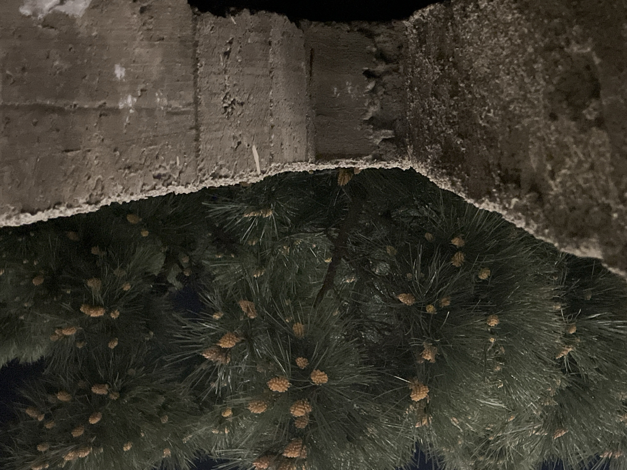 The image shows a view from underneath a concrete structure, possibly a bridge or building overhang, looking up into a pine tree. The tree is full of pine cones. The location appears to be Budva, Montenegro, based on the likelihood of pine trees growing in a coastal Mediterranean climate and the presence of concrete architectural elements. The image was taken at night or in low light conditions.