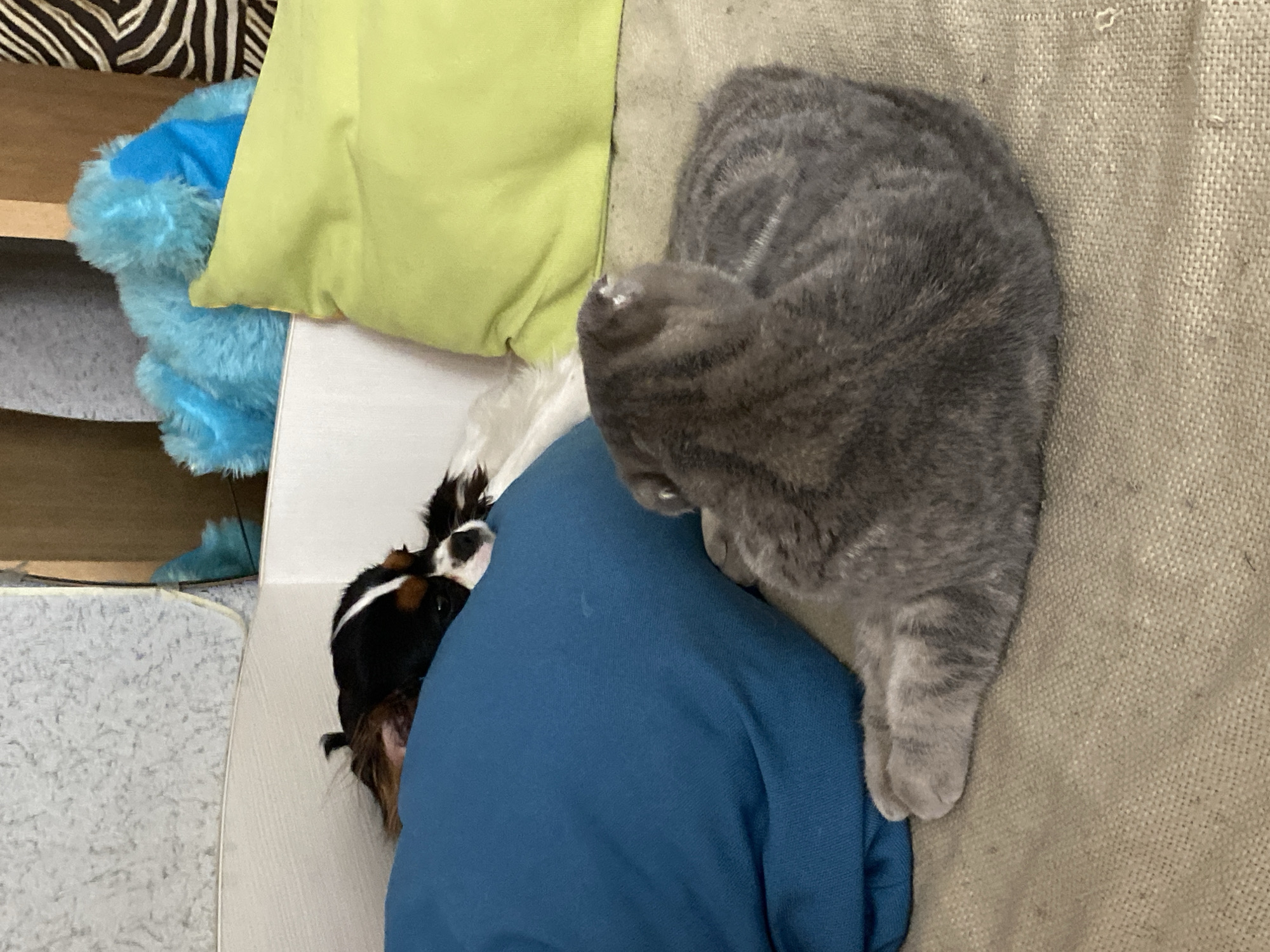 A Cavalier King Charles Spaniel and a grey tabby cat are sleeping on a couch with several pillows. The dog, with black, tan, and white markings, is resting its head on a blue pillow, with its body mostly obscured. The cat is curled up in front of the dog, its grey fur marked with darker tabby stripes. A lime green pillow is behind the cat, and a blue fluffy toy is partially visible behind the dog. The couch appears to be situated indoors. There is no information to determine the location in Votkinsk, Russia.
