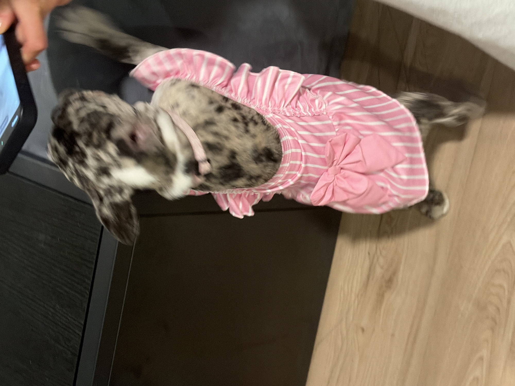 The image displays an indoor scene in Austin, United States of America. A small, dappled grey, black, and white merle-patterned dog is captured in motion, standing on its hind legs on a light wood-grain floor. The dog wears a pink and white vertically-striped dress with ruffled shoulder straps and a prominent pink bow centered on its back, along with a thin pink collar around its neck. Its head is elevated and directed towards the upper right portion of the frame. A human hand is visible in the upper right quadrant, holding a dark-framed smartphone with an illuminated screen oriented towards the dog. In the background, a dark-colored, possibly black, piece of furniture with a discernible flat top surface is present. The scene is illuminated, casting a subtle shadow from the furniture onto the floor.