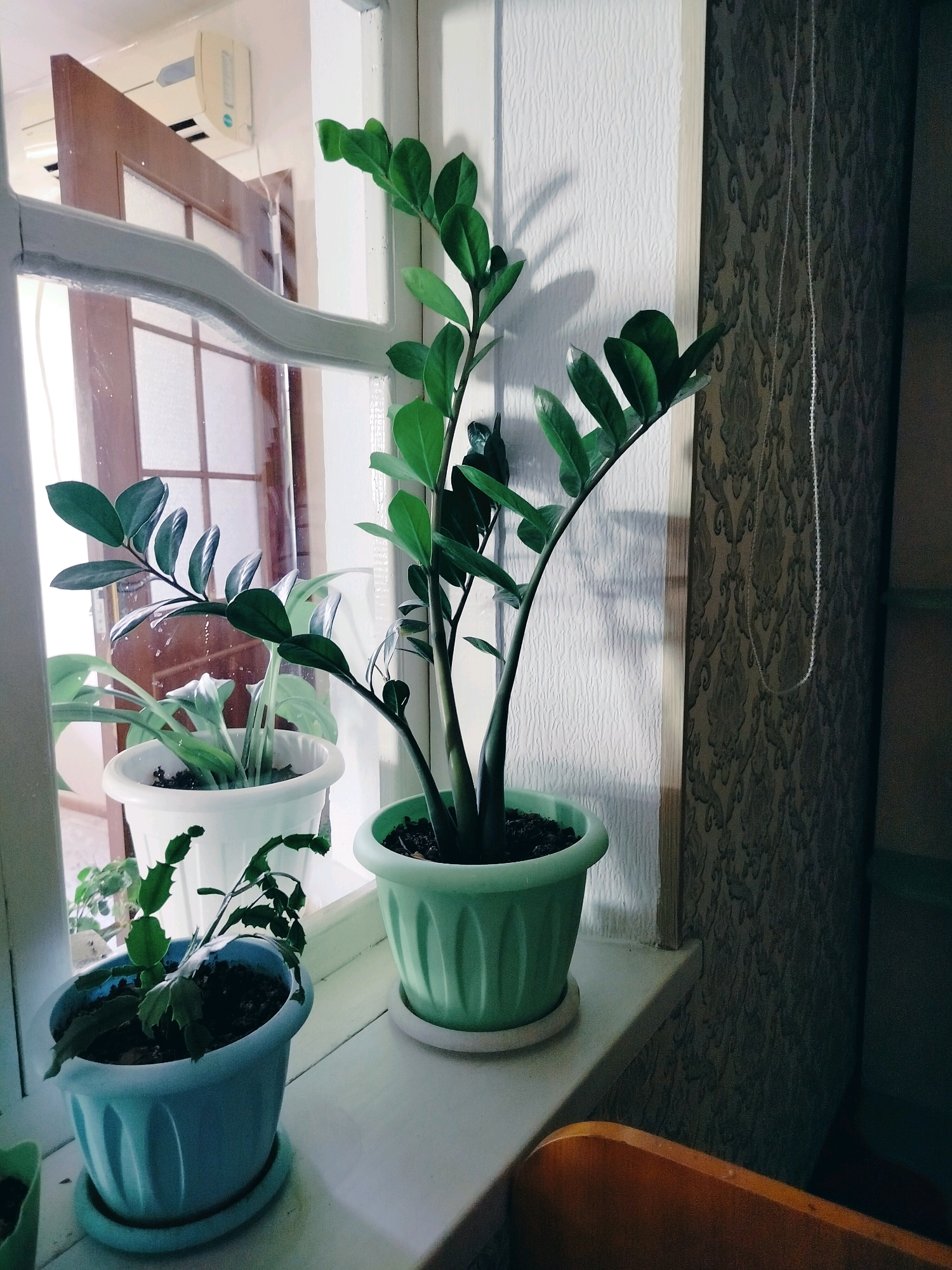 The image depicts an indoor scene, likely a windowsill, featuring several potted plants. The primary focus is on a tall, leafy green plant in a light green pot, positioned centrally. To its left, another plant in a white pot is partially visible, with some of its lighter green leaves showing. In the foreground and to the left, a smaller plant in a light blue pot is also present. The plants are arranged on a white surface, which appears to be a windowsill. Behind the plants, a window with a wooden frame and multiple panes is visible, reflecting light and a glimpse of the outdoors. The wall to the right of the window has textured white wallpaper and a patterned darker wallpaper section. An air conditioning unit is mounted high on the wall above the window. The scene is illuminated by natural light coming through the window. There are no people or animals in the image. The location is identified as Көлкент, Kazakhstan.